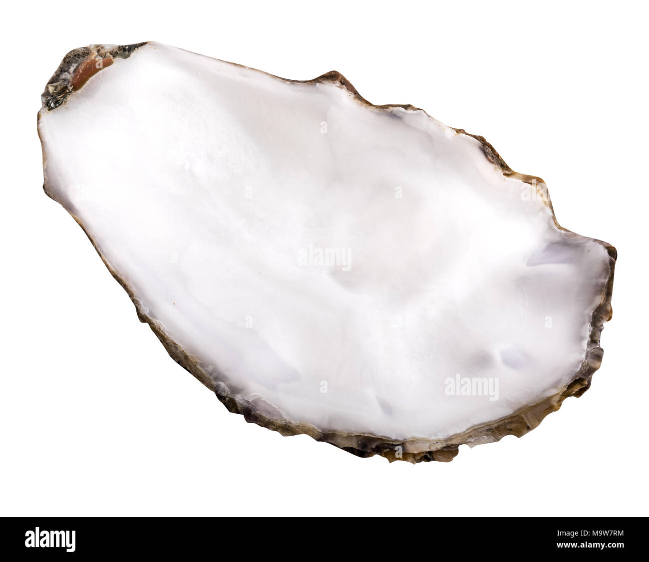 Fresh oyster isolated with shadow on white background. Clipping path. Stock Photo