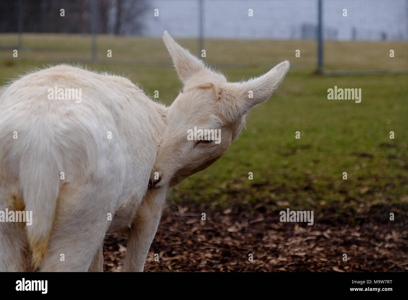 Rare white deer hires stock photography and images Alamy