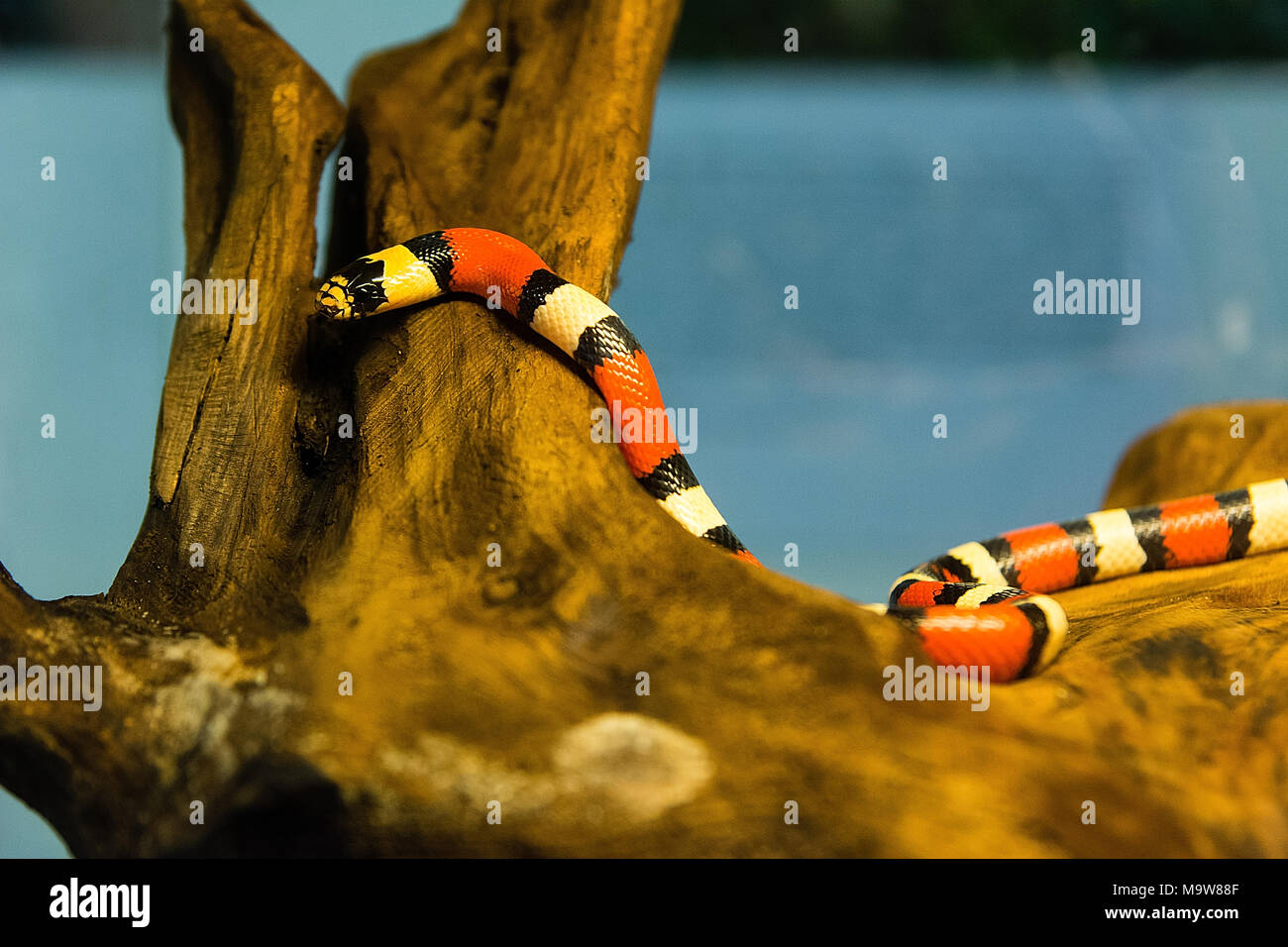 Milk snake (Lampropeltis triangulum nelsoni) in terrarium Stock Photo
