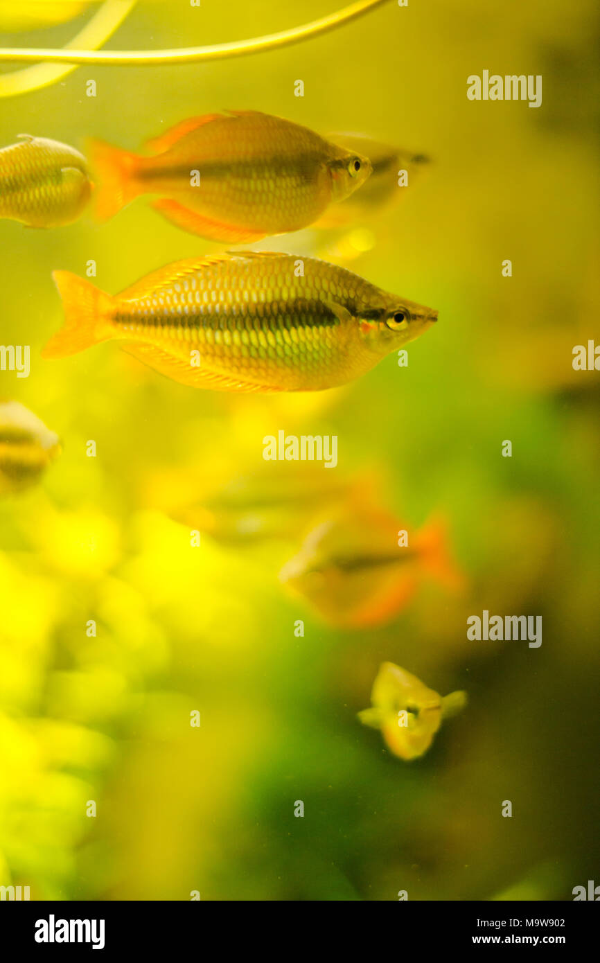 Yellow fish with black stripes on the body in an aquarium Stock Photo Alamy