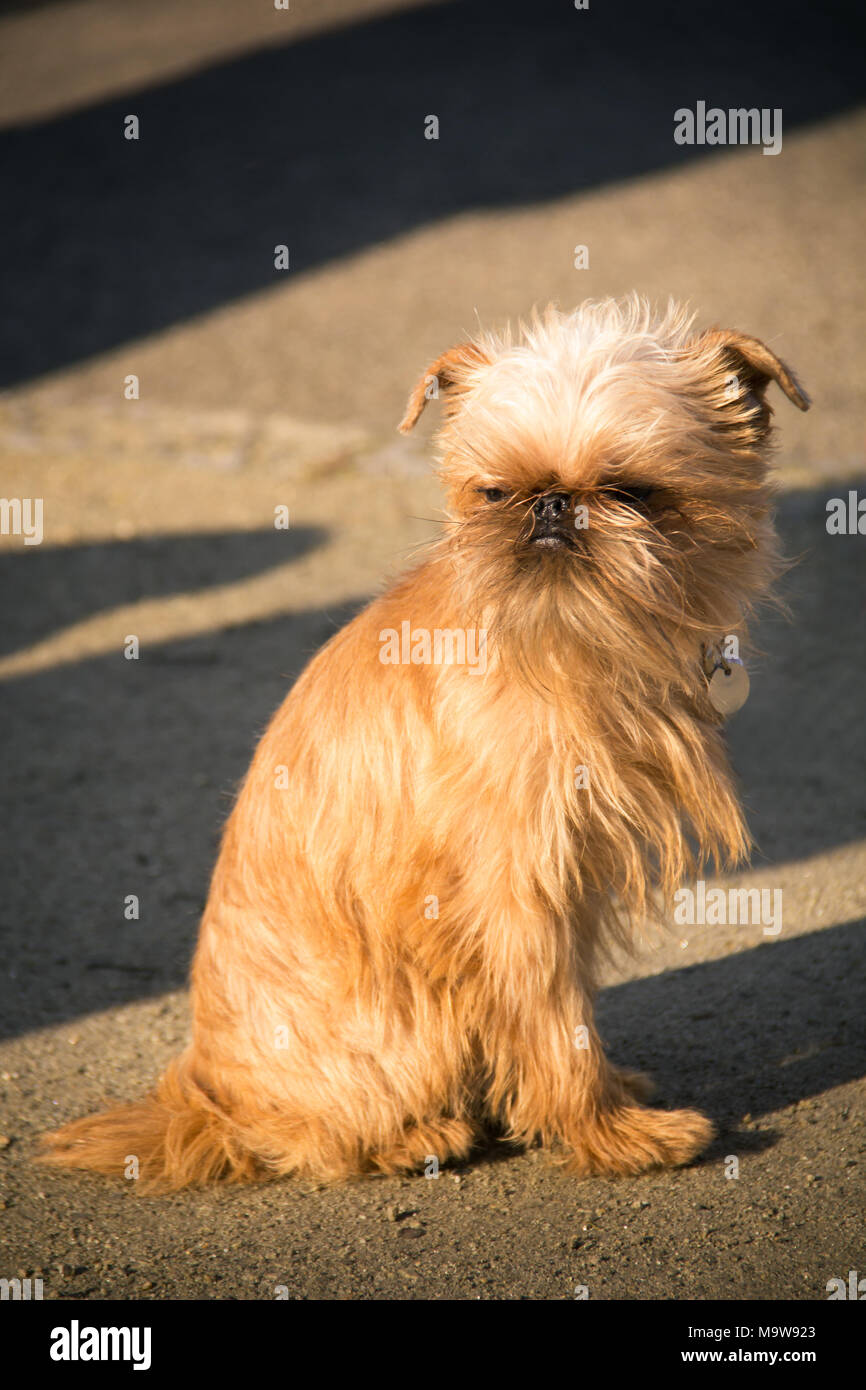 Brown dog with long furs that cover its eyes Stock Photo Alamy