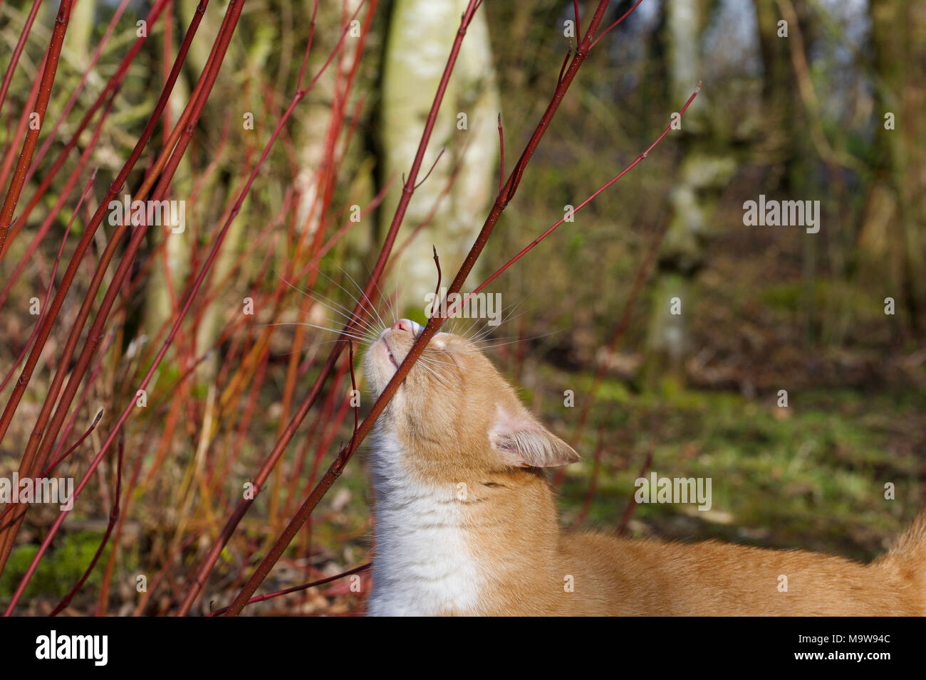 Cat Scent Marking High Resolution Stock Photography and Images Alamy