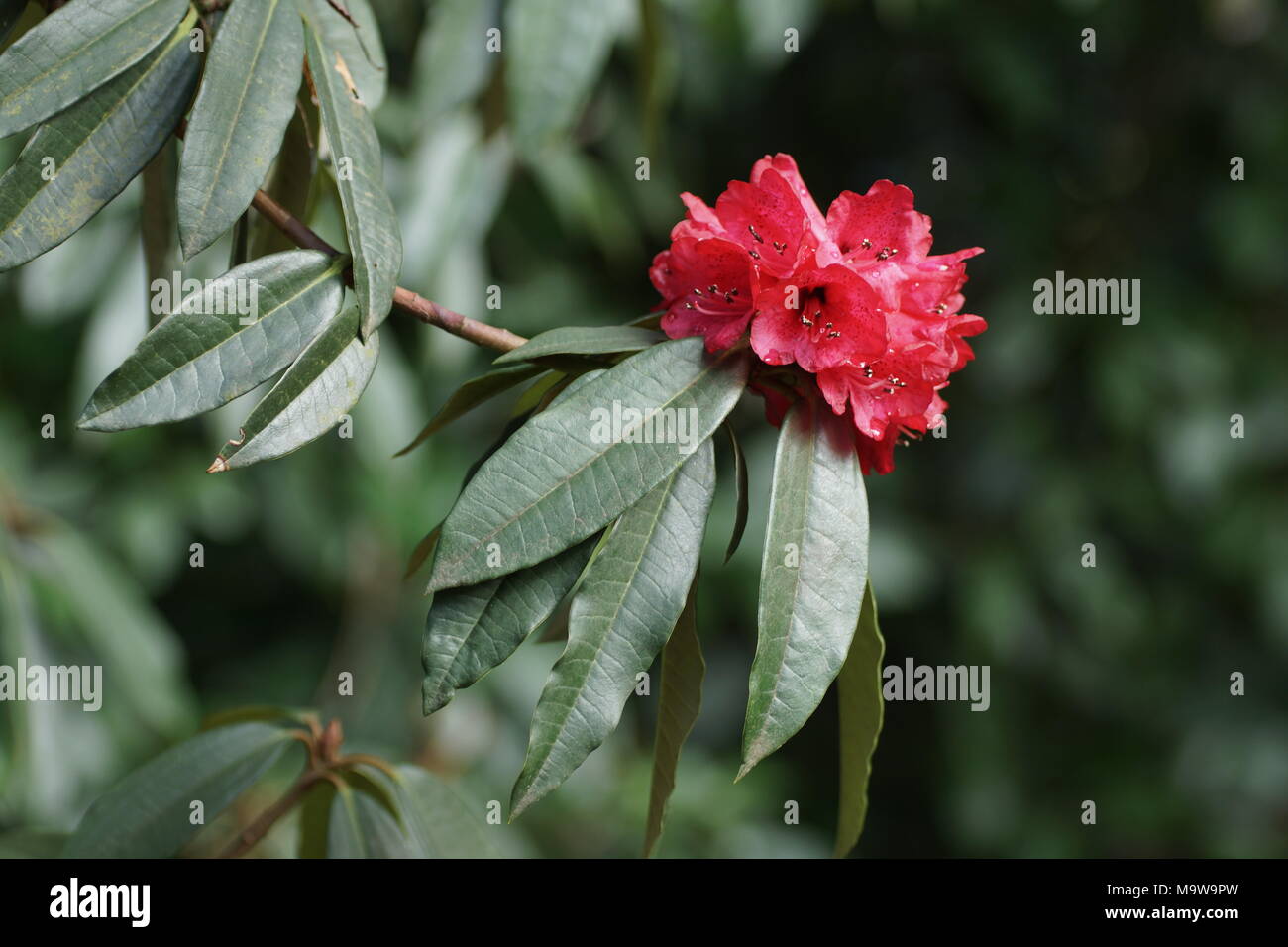 flowers of Rhododendron arboreum at Clyne gardens, Swansea, Wales, UK. Stock Photo
