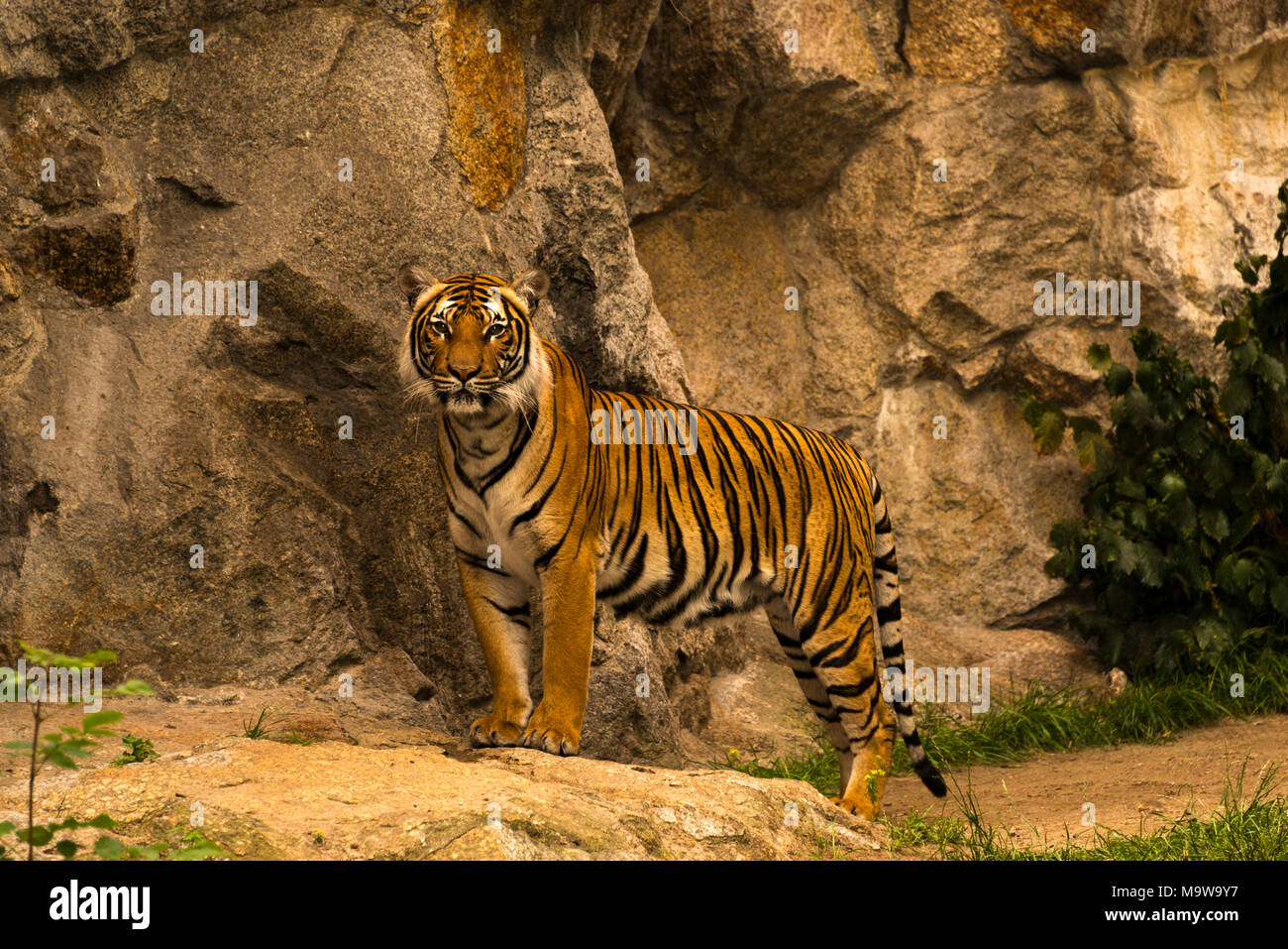 Indochinese Tiger (Panthera tigris) Stock Photo