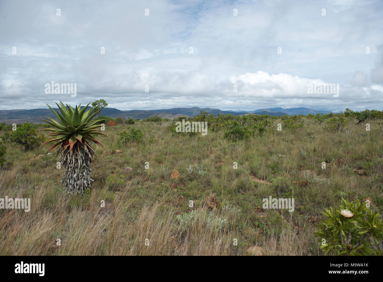 Aloe and Protea growing wild in scrubland in the Kruger National Park, Mpumalanga, South Africa, near to the Mozambique border. Stock Photo