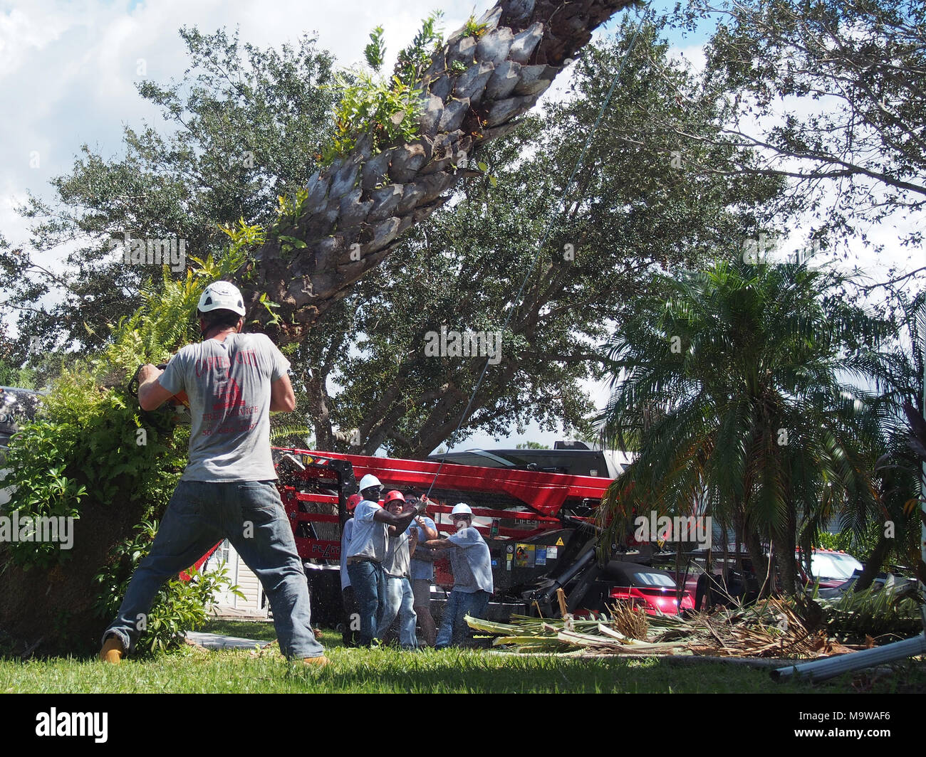 Workmen Remove Palm Tree Damaged by Hurricane Irma, Florida 2017, © Katharine Andriotis Stock Photo