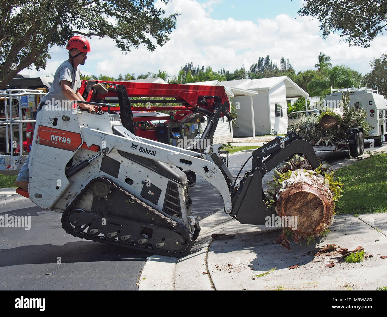 Workmen Remove Palm Tree Damaged by Hurricane Irma, Florida 2017, © Katharine Andriotis Stock Photo