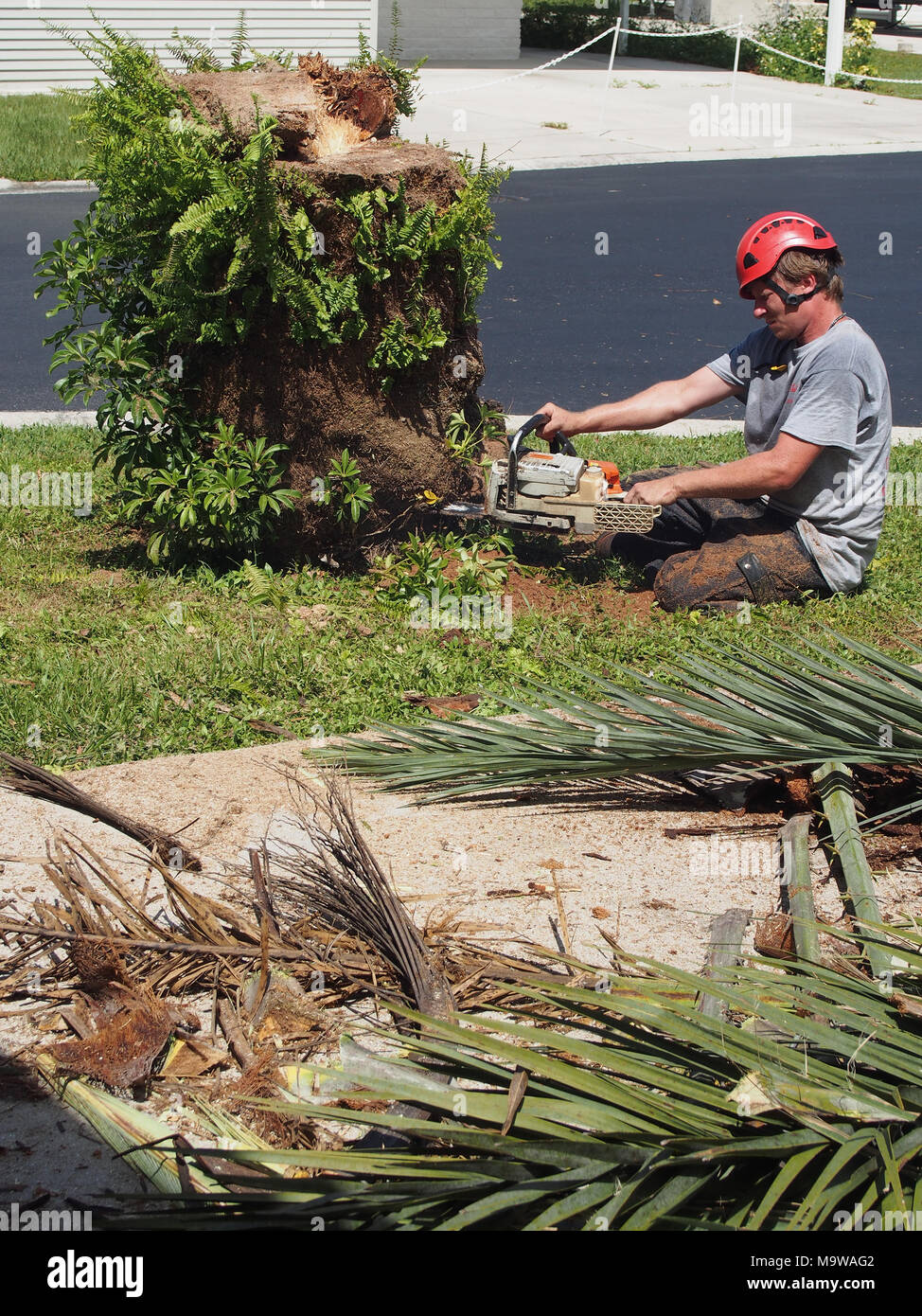 Large Tree Near Your Home? . Overhanging branches can damage roofs ...