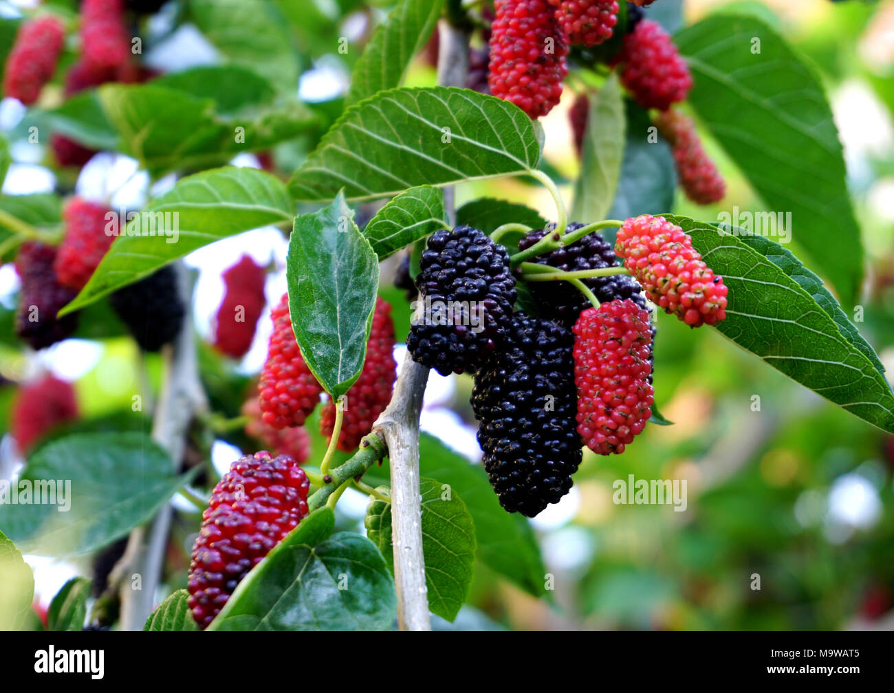 Mulberry hi-res stock photography and images - Alamy