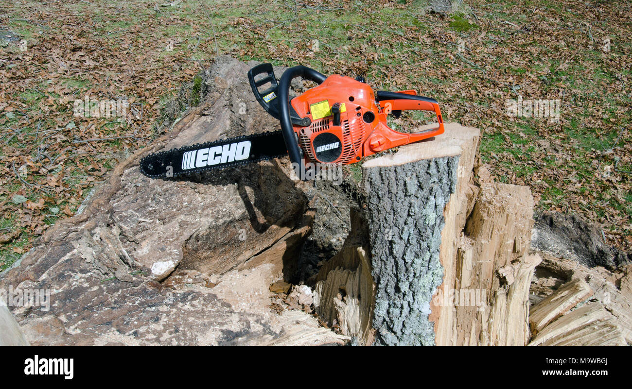Echo chainsaw on oak tree trunk stump on downed fallen tree being cut for firewood Stock Photo