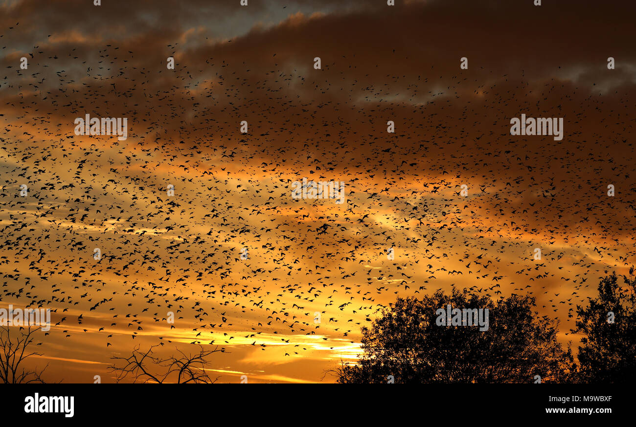 Starling Murmuration over Ham Wall Somerset at sunset. Thousands of starlings gather at dusk to roost for protection from cold and predators. Stock Photo