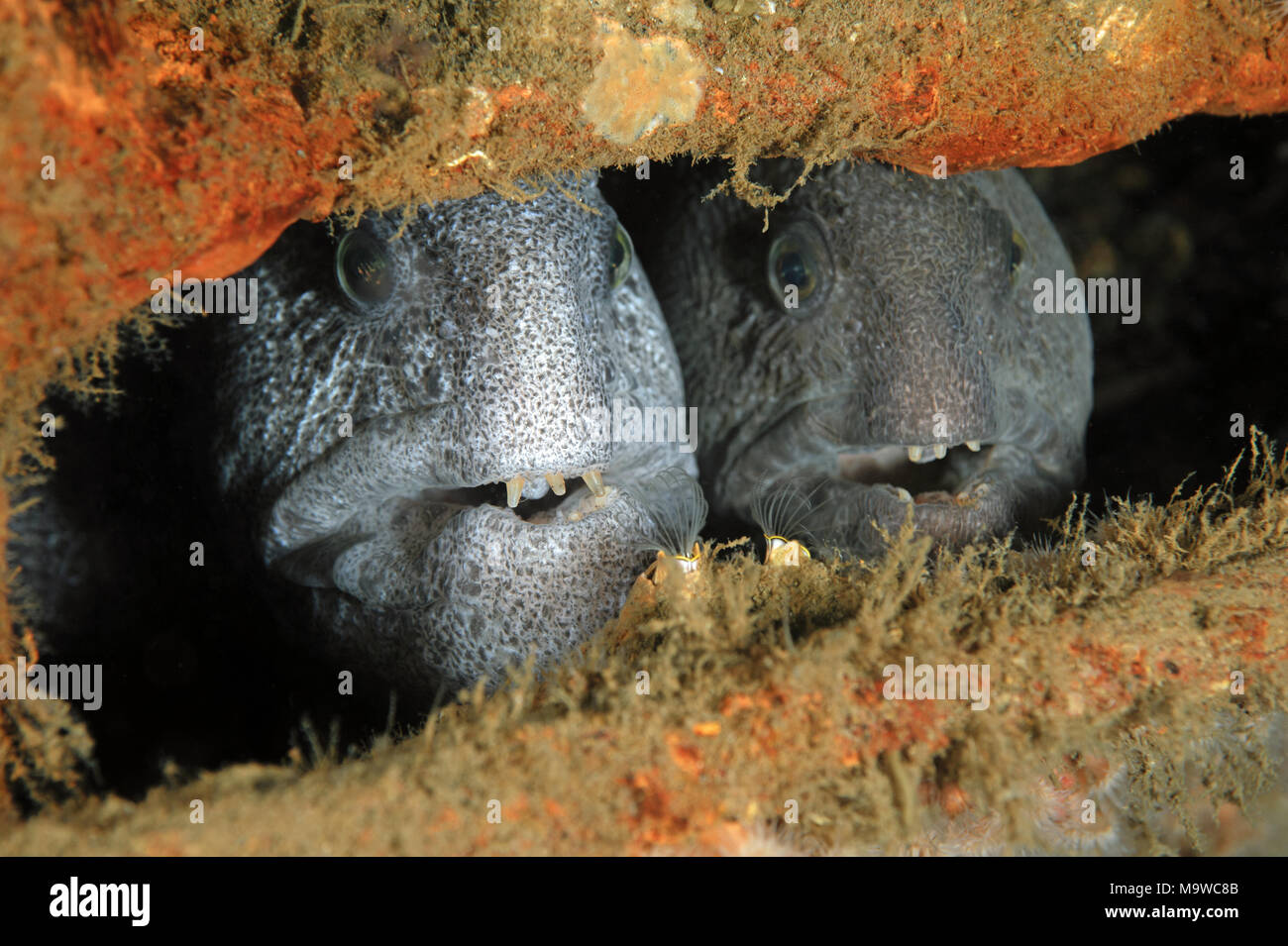 Anarrhichthys ocellatus, Wolf eel Stock Photo