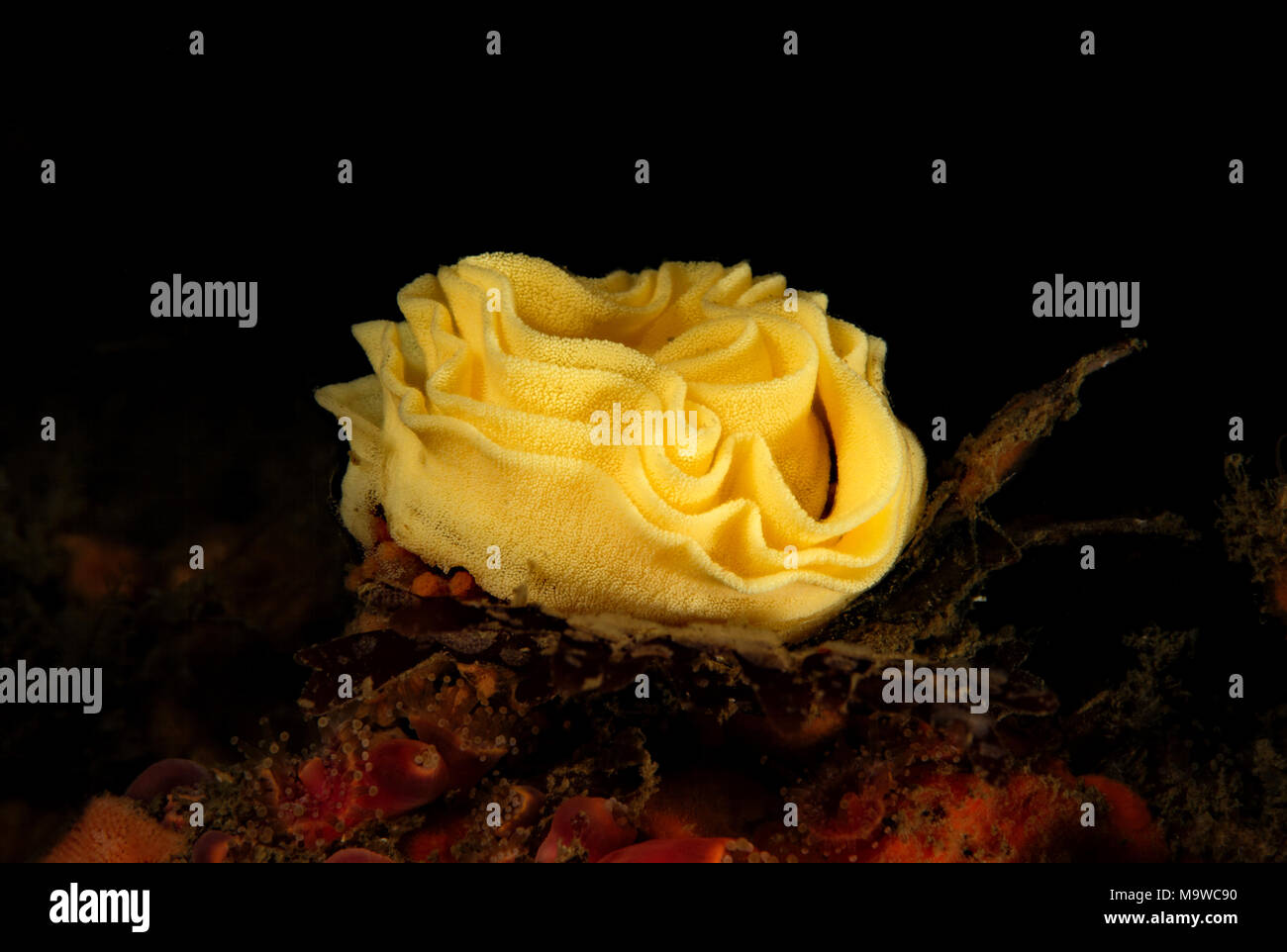 Nudibranch egg coil Stock Photo