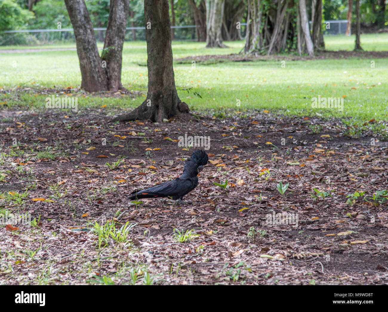 One redtailed black cockatoo at park in Darwin, Australia Stock Photo