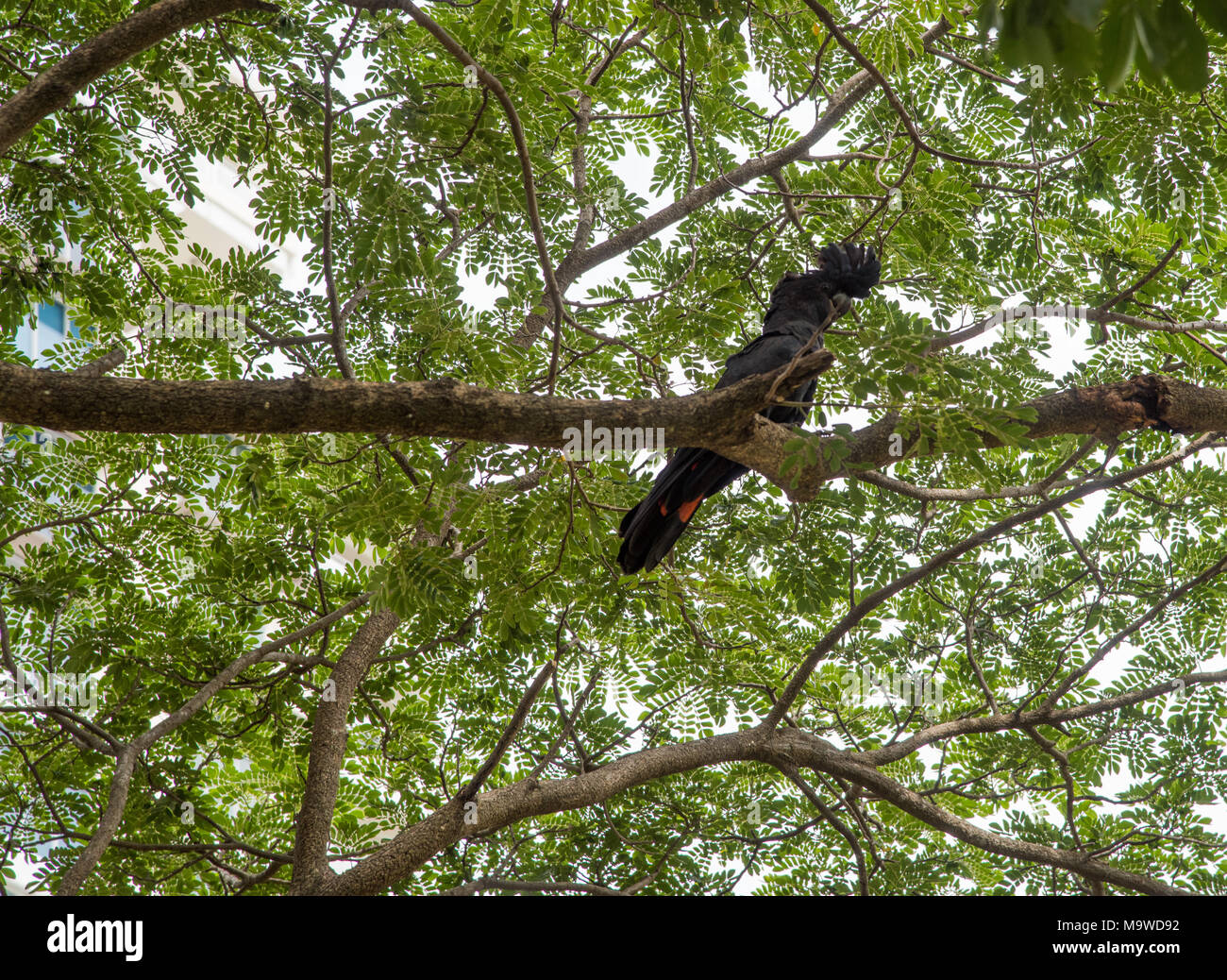 Redtailed black cockatoo perched in tree with lush foliage in Darwin
