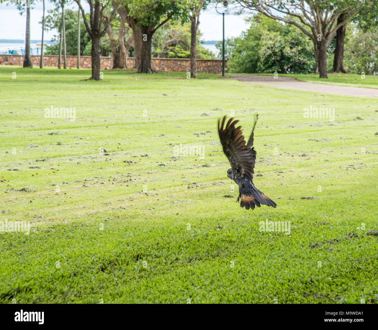 Redtailed black cockatoo landing at Bicentennial Park in Darwin