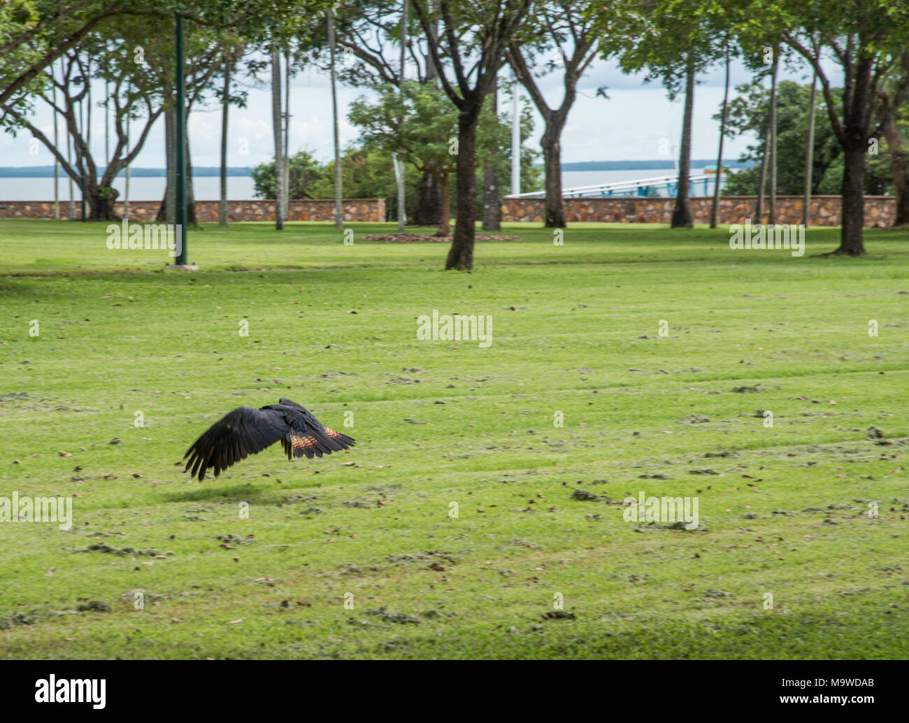 Redtailed black cockatoo flying in for a landing at Bicentennial Park