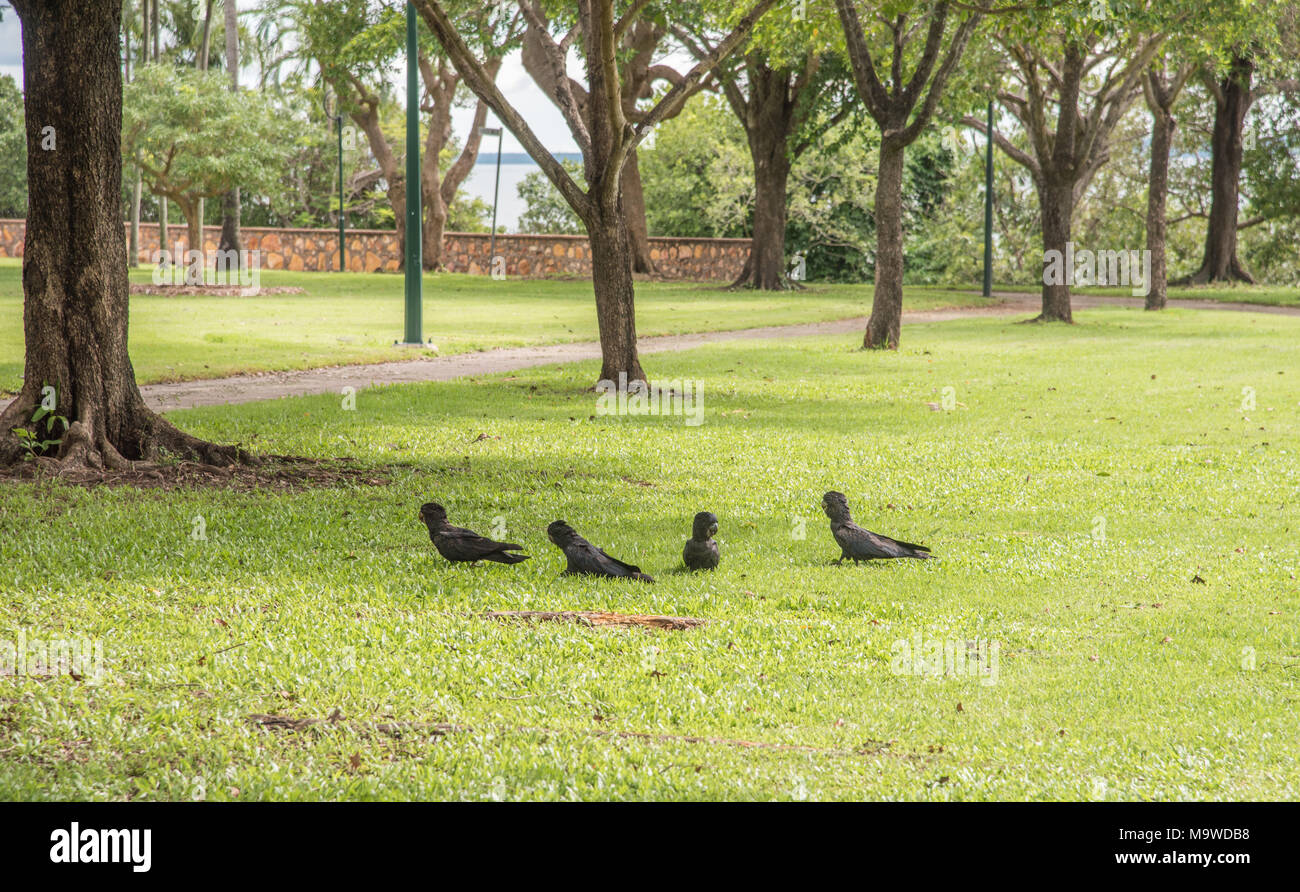 Four redtailed black cockatoos at Bicentennial Park in Darwin
