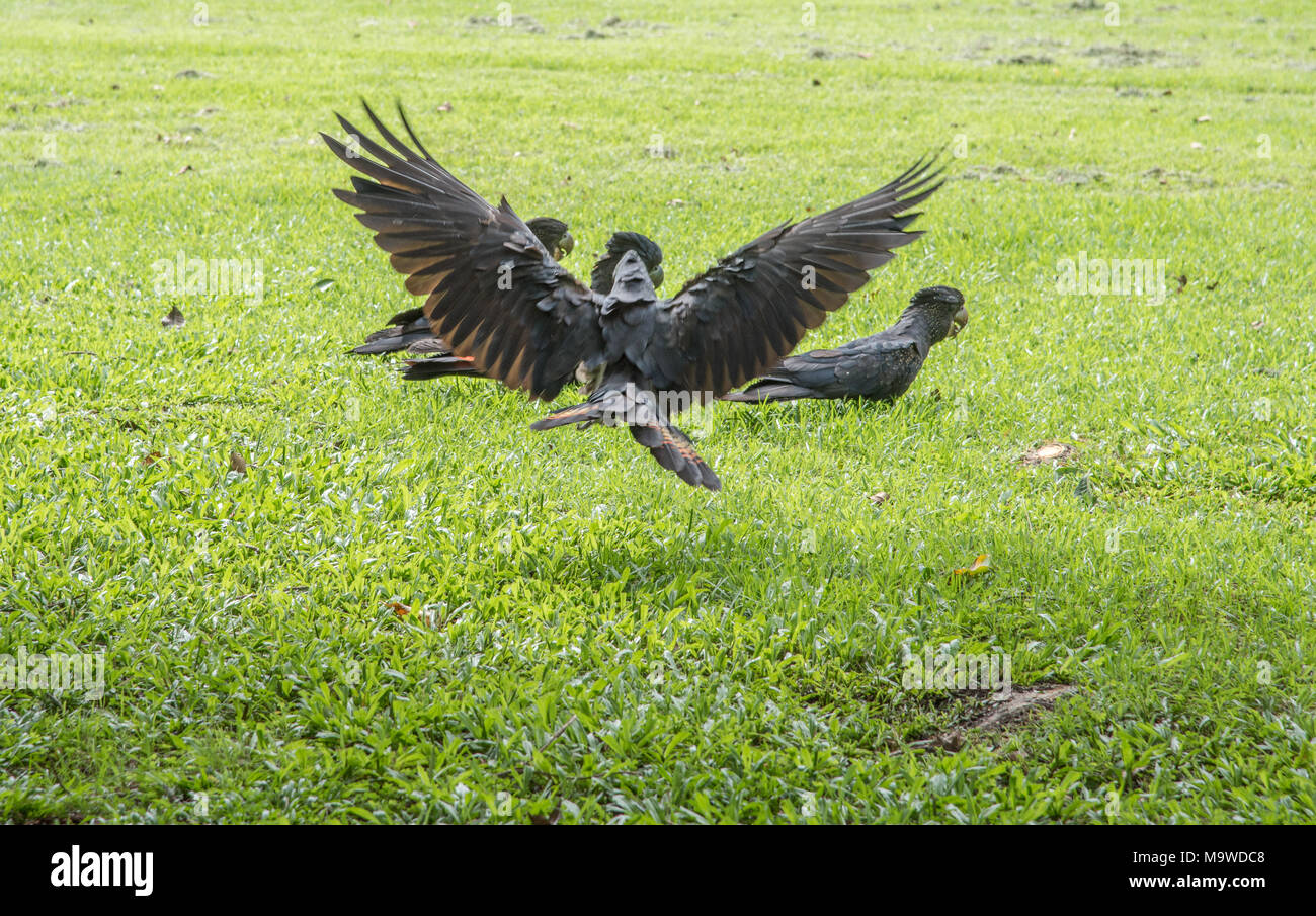 Redtailed black cockatoo landing at park with three other cockatoo's
