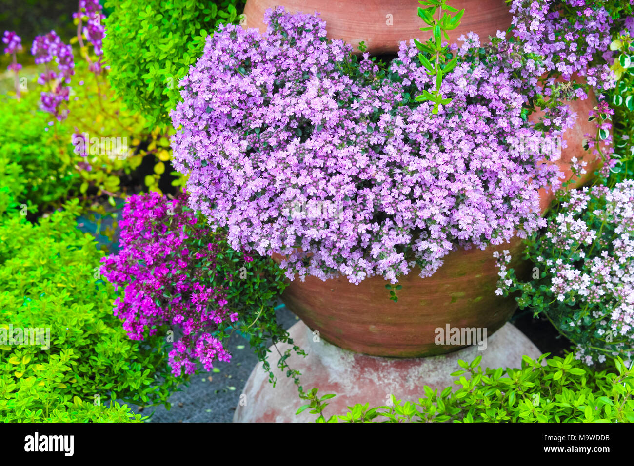 Variety Of Thyme Flowers Blooming In The Garden Flowerpot Stock