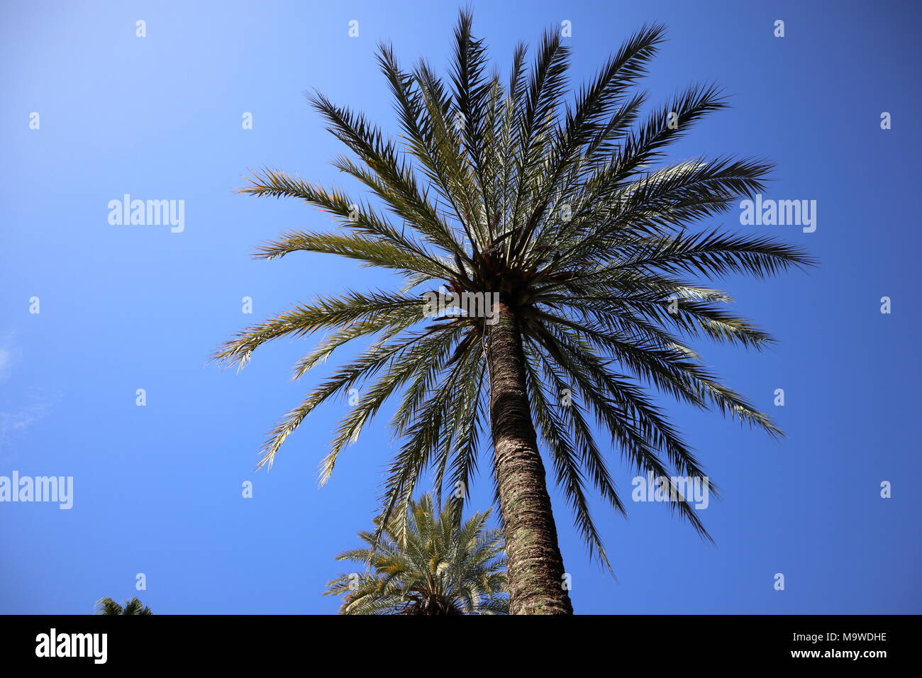 Mediterranean palm tree in front of a blue sky, view up, holiday in ...