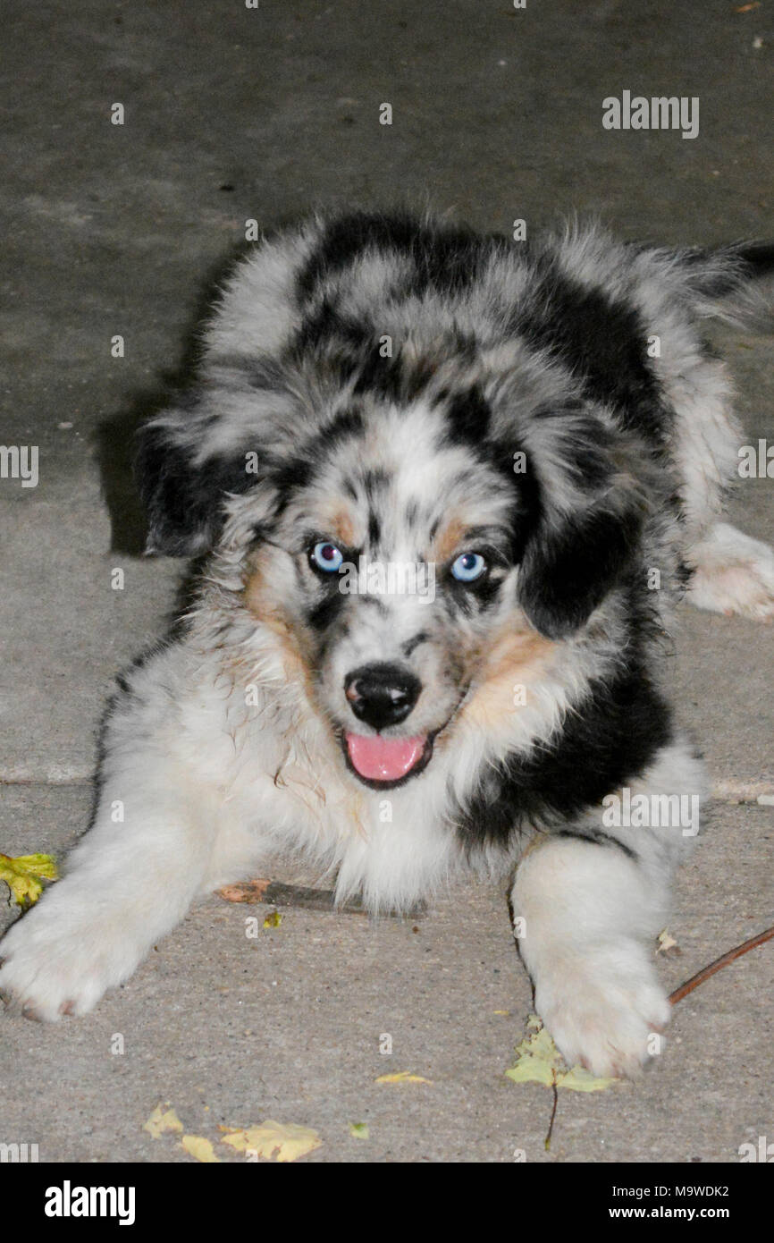 Texas Heeler Puppy with Blue Eyes in Rural Iowa Stock Photo