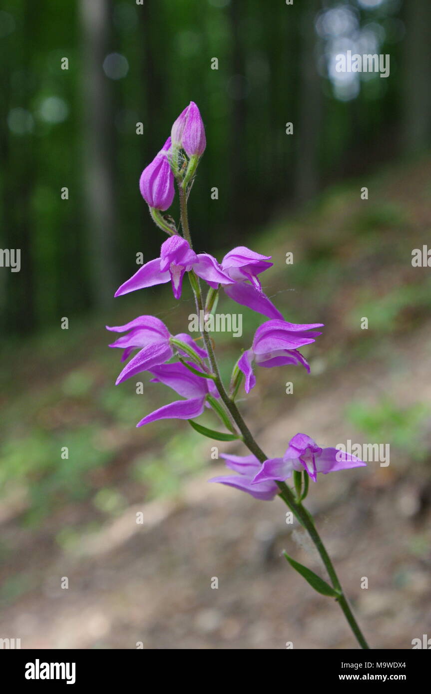 Cephalanthera rubra is an endangered orchid species growing mostly in deciduous forests on calcareous soils. Stock Photo