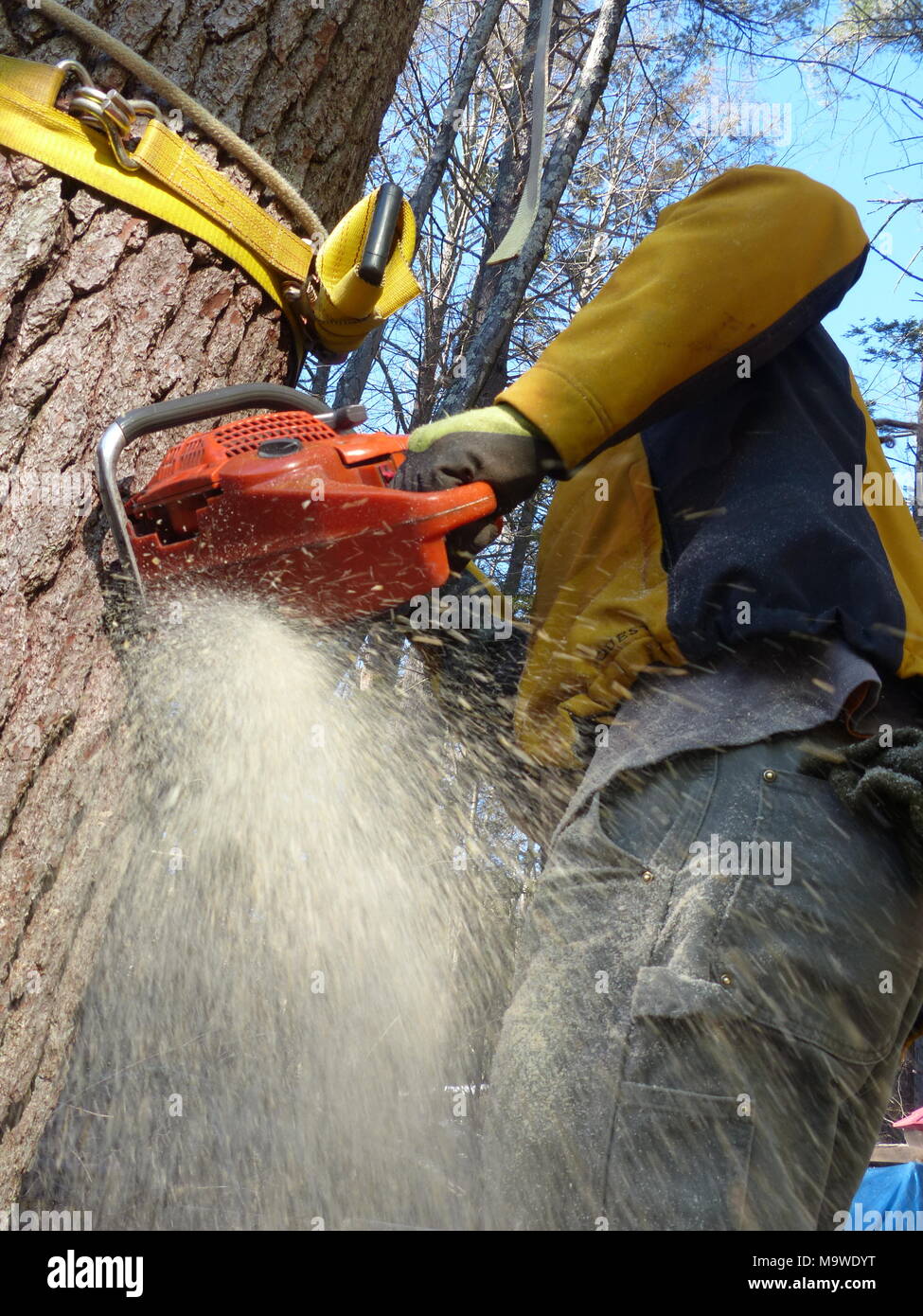 Lumberjack cutting down pine tree in Woodstock, NY Stock Photo Alamy
