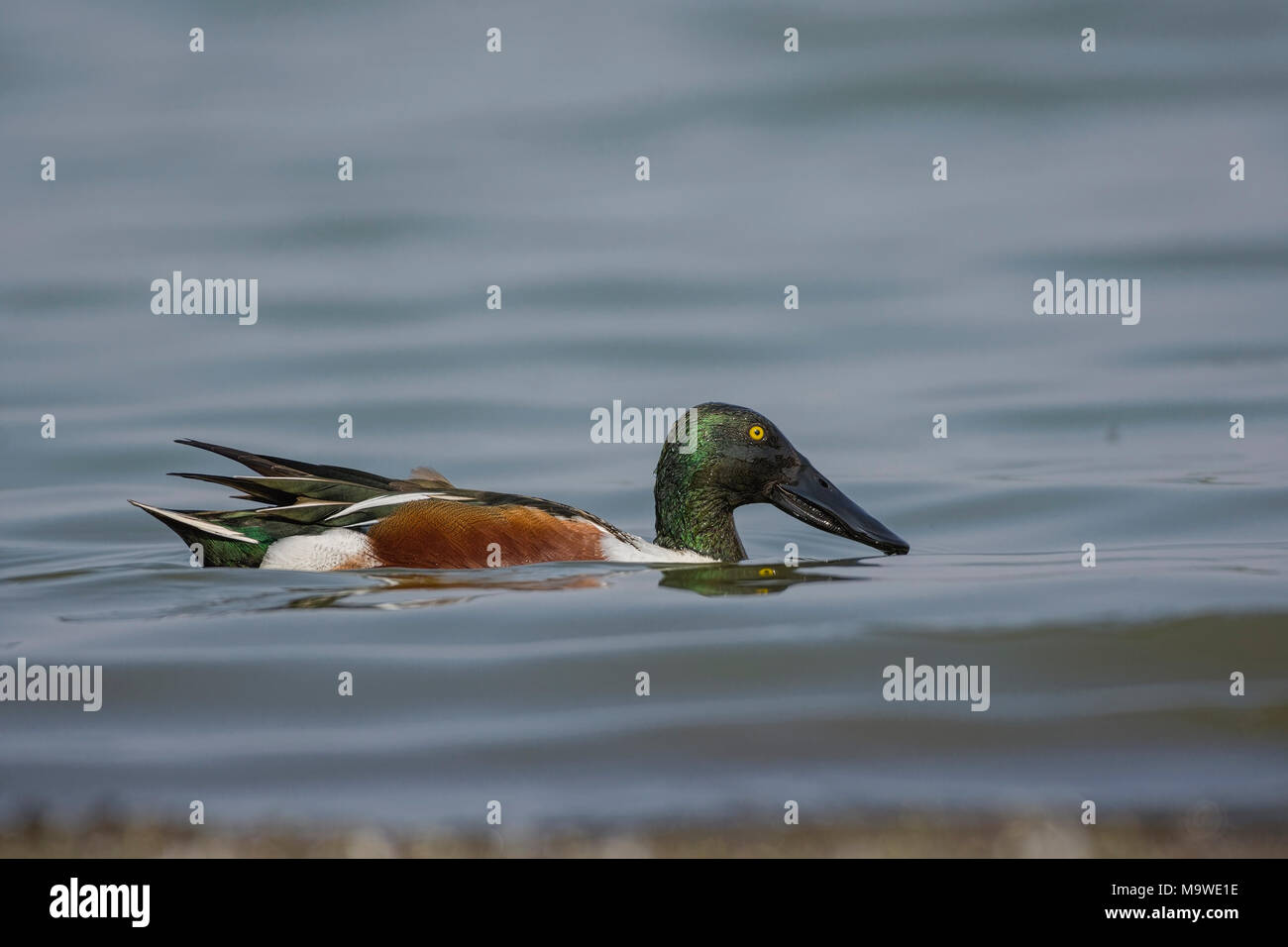 Northern Shoveller (Anas clypeata, Spatula clypeata ) In Search Of Food in The Lake Stock Photo