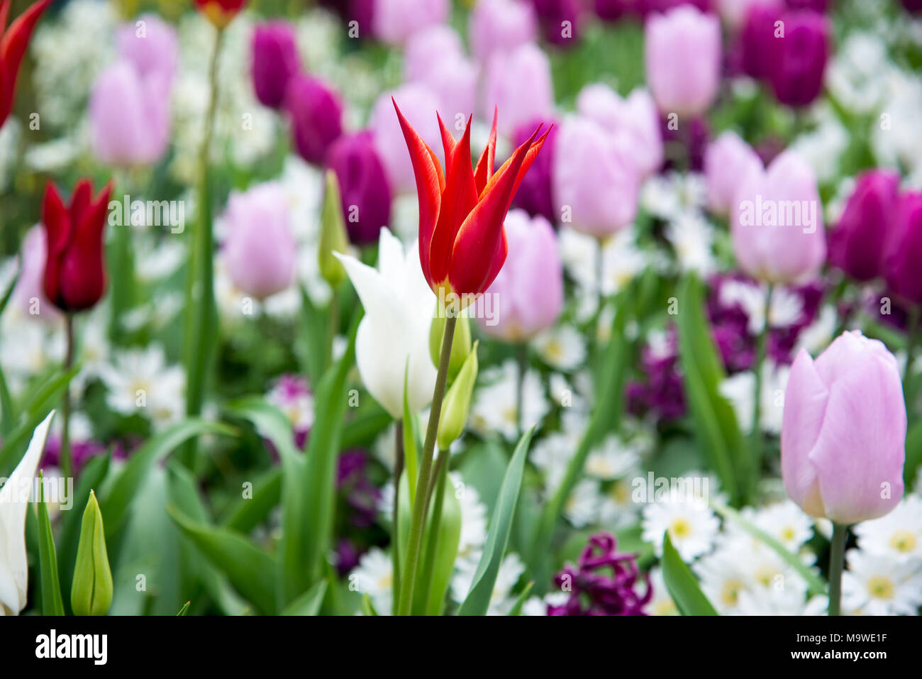 Colorful tulips in the park. Spring landscape Stock Photo - Alamy