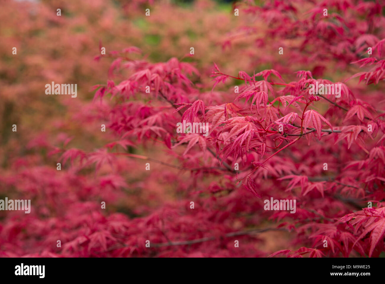 Closeup japanese maple hi-res stock photography and images - Alamy