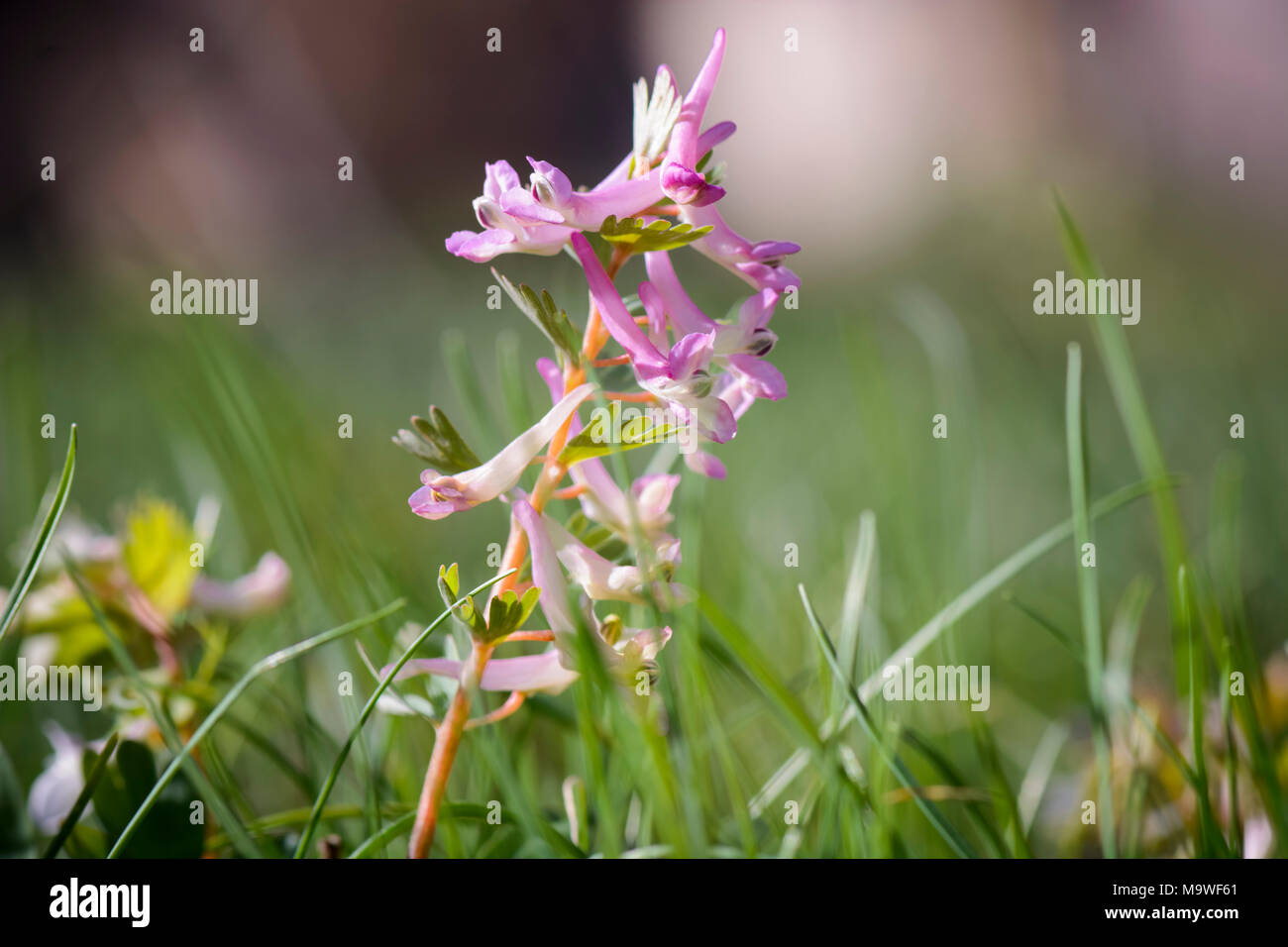Close up of Corydalis bulbosa flower , against blurry background Stock Photo
