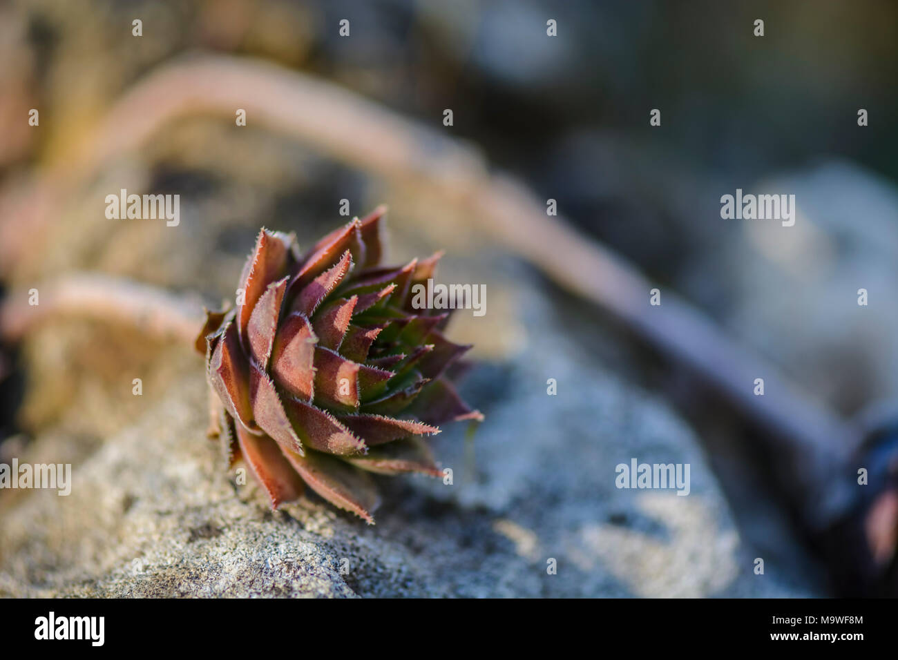 succulent plant Sempervivum against a blurry background Stock Photo