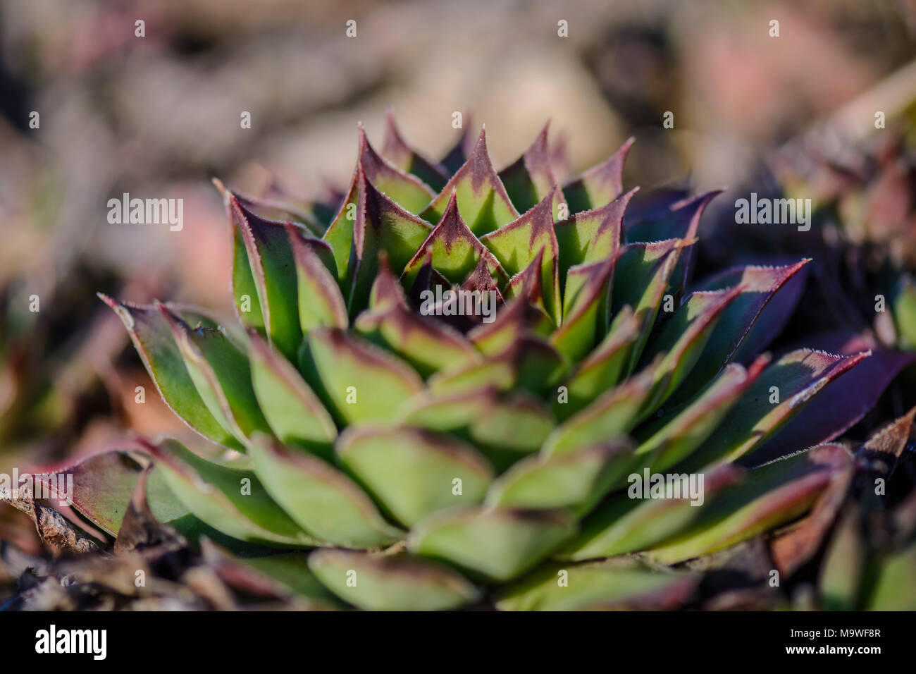 succulent plant Sempervivum against a blurry background Stock Photo