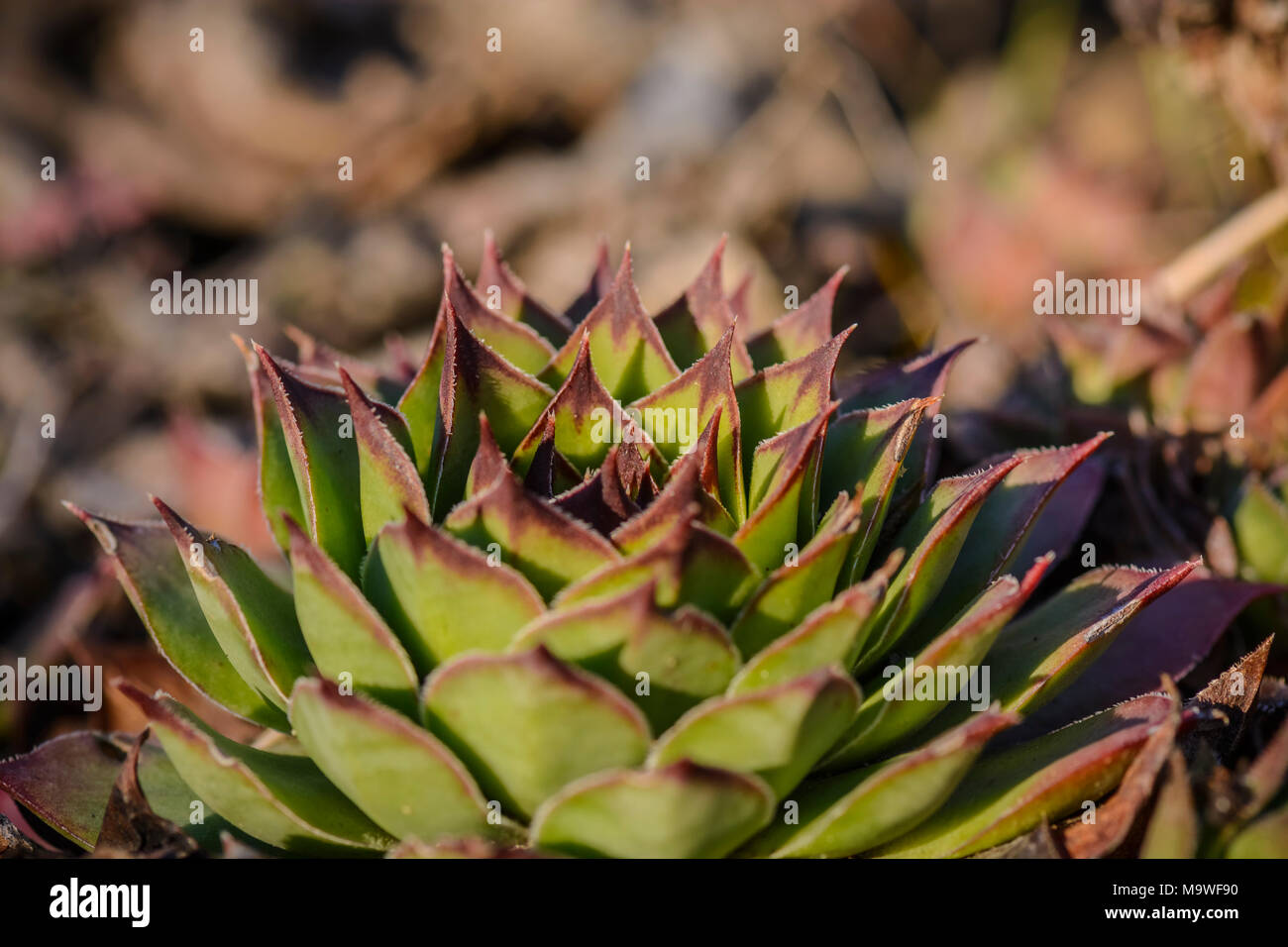 succulent plant Sempervivum against a blurry background Stock Photo