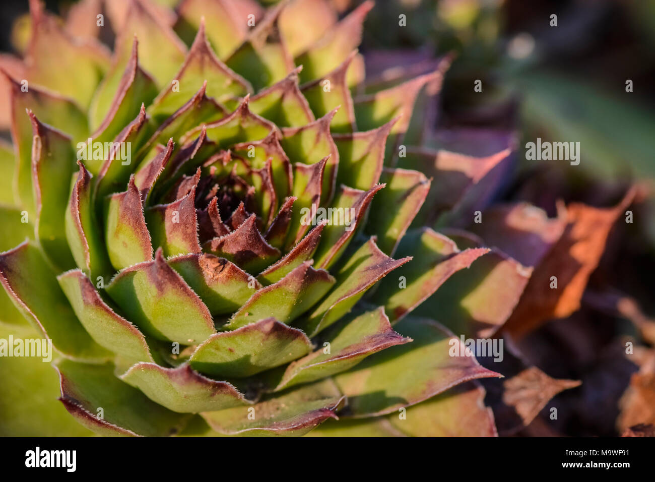 succulent plant Sempervivum against a blurry background Stock Photo