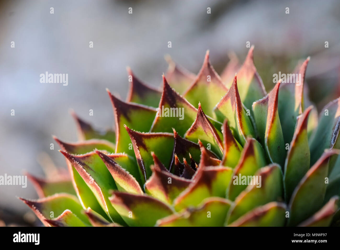 succulent plant Sempervivum against a blurry background Stock Photo