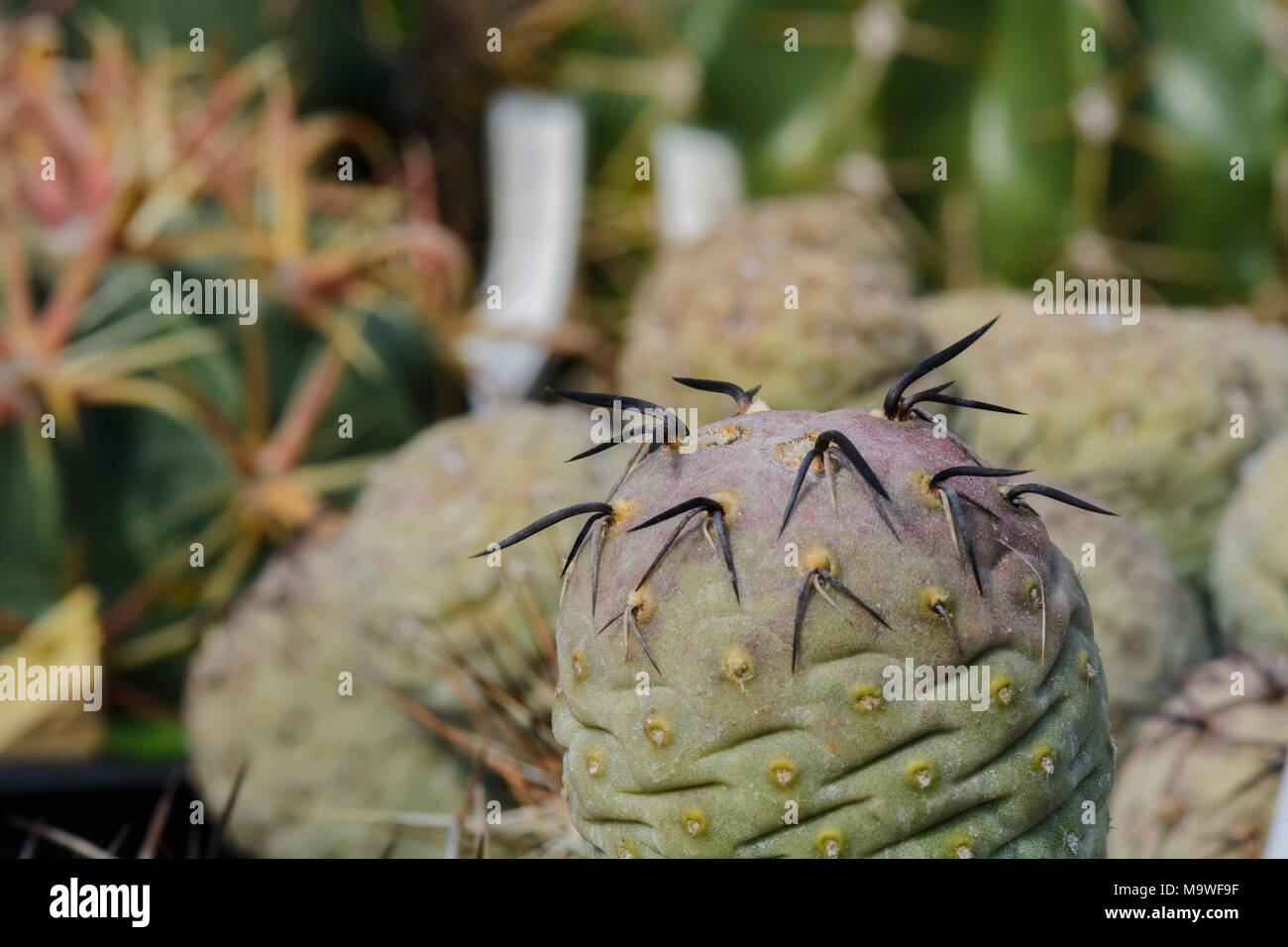 Cactus tephrocactus geometricus close up , against blurry background. Stock Photo