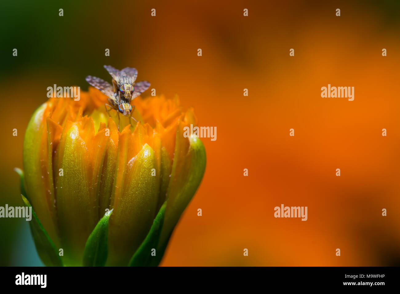 Fruit flies hires stock photography and images Alamy