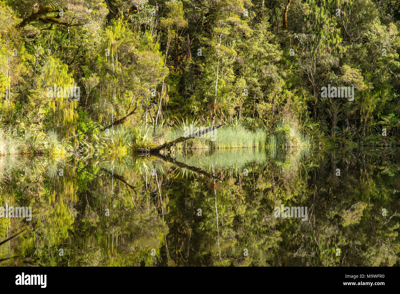 Mirror Tarn, Kahurangi National Park, South Island, New Zealand Stock Photo