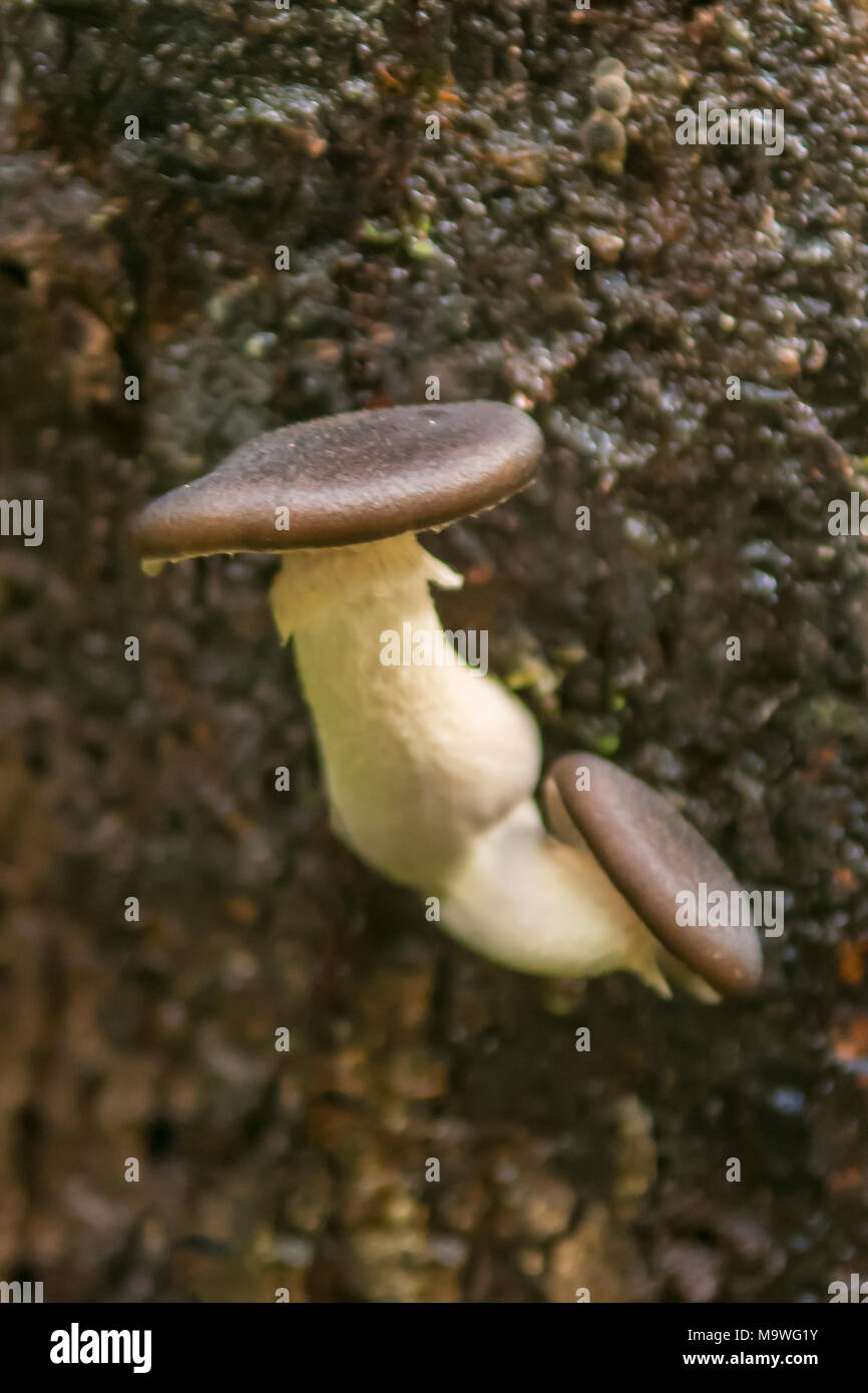 Armillaria hinnulea, Black-topped Fungus in Kahurangi National Park, South Island, New Zealand Stock Photo