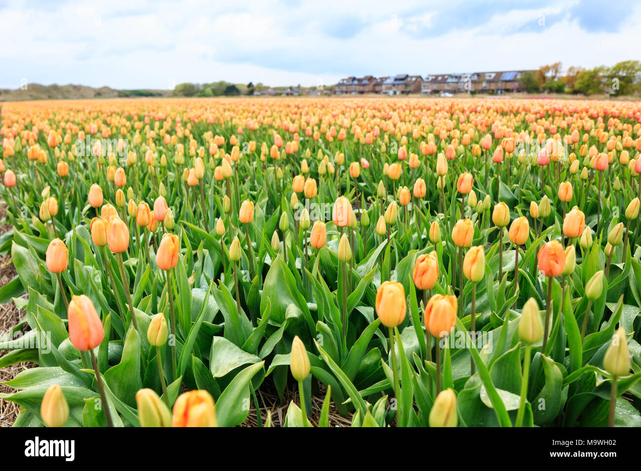 Colorful tulips of Netherlands Stock Photo - Alamy