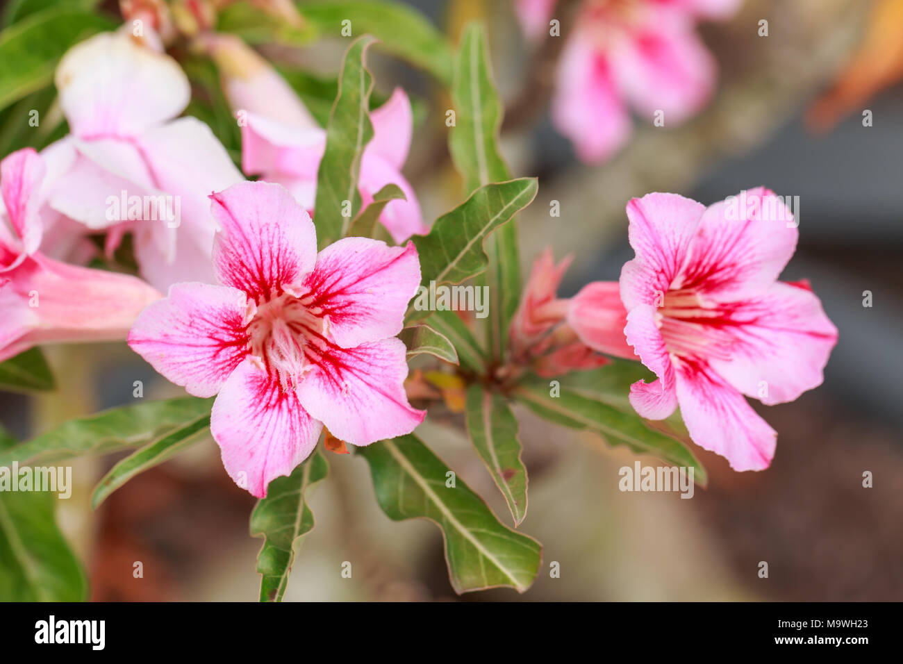 Mock Azalea Impala Lily, Desert Rose, Mock Azalea, Pinkbignonia, Adenium flower ...