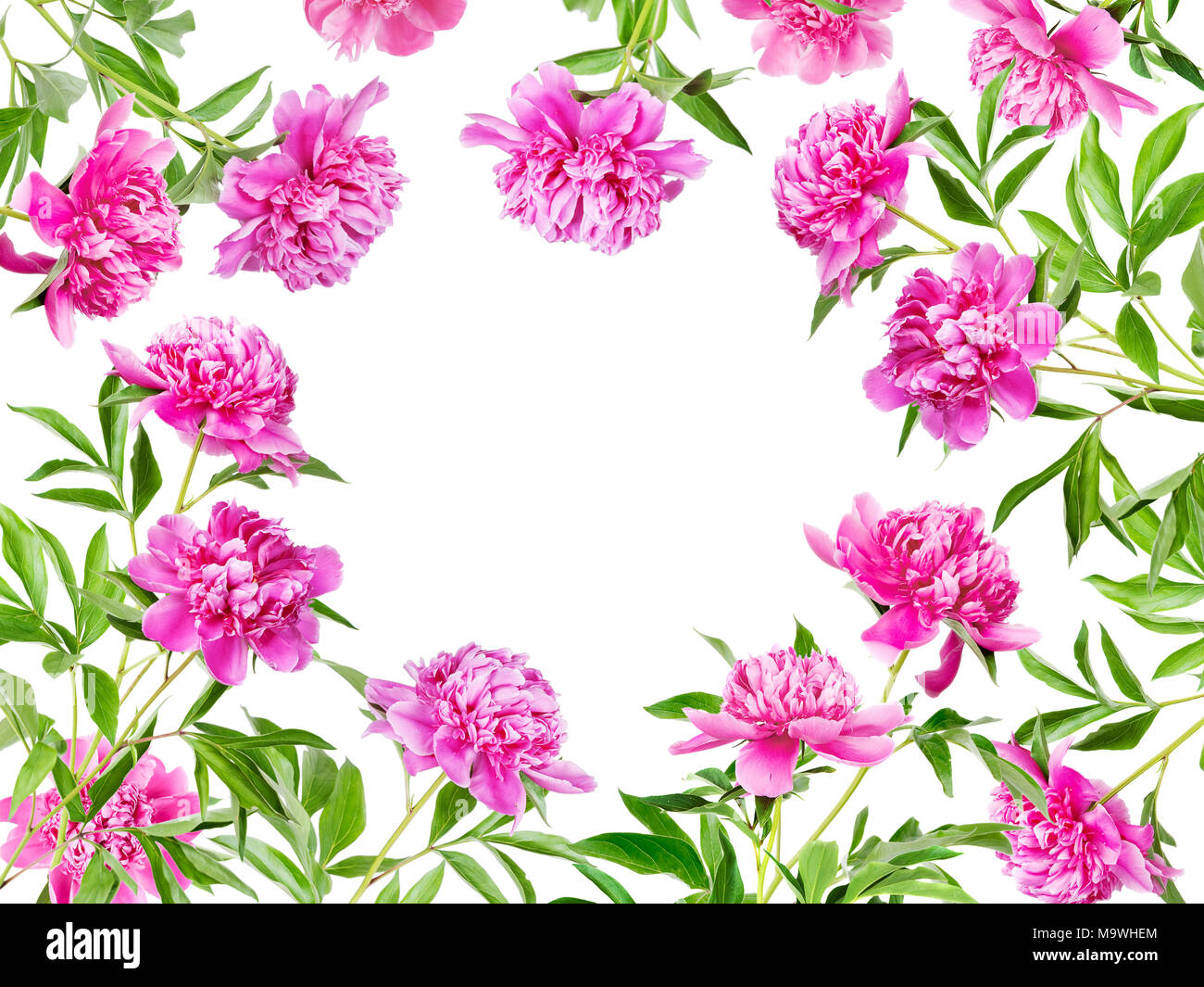 Beautiful summer floral frame of many pink peonies with green leaves ...