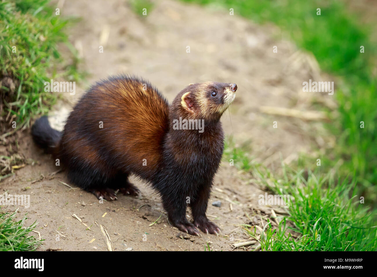 The European polecat – also known as the common ferret, black or forest polecat, or fitch – is a species of mustelid native to western Eurasia. Stock Photo