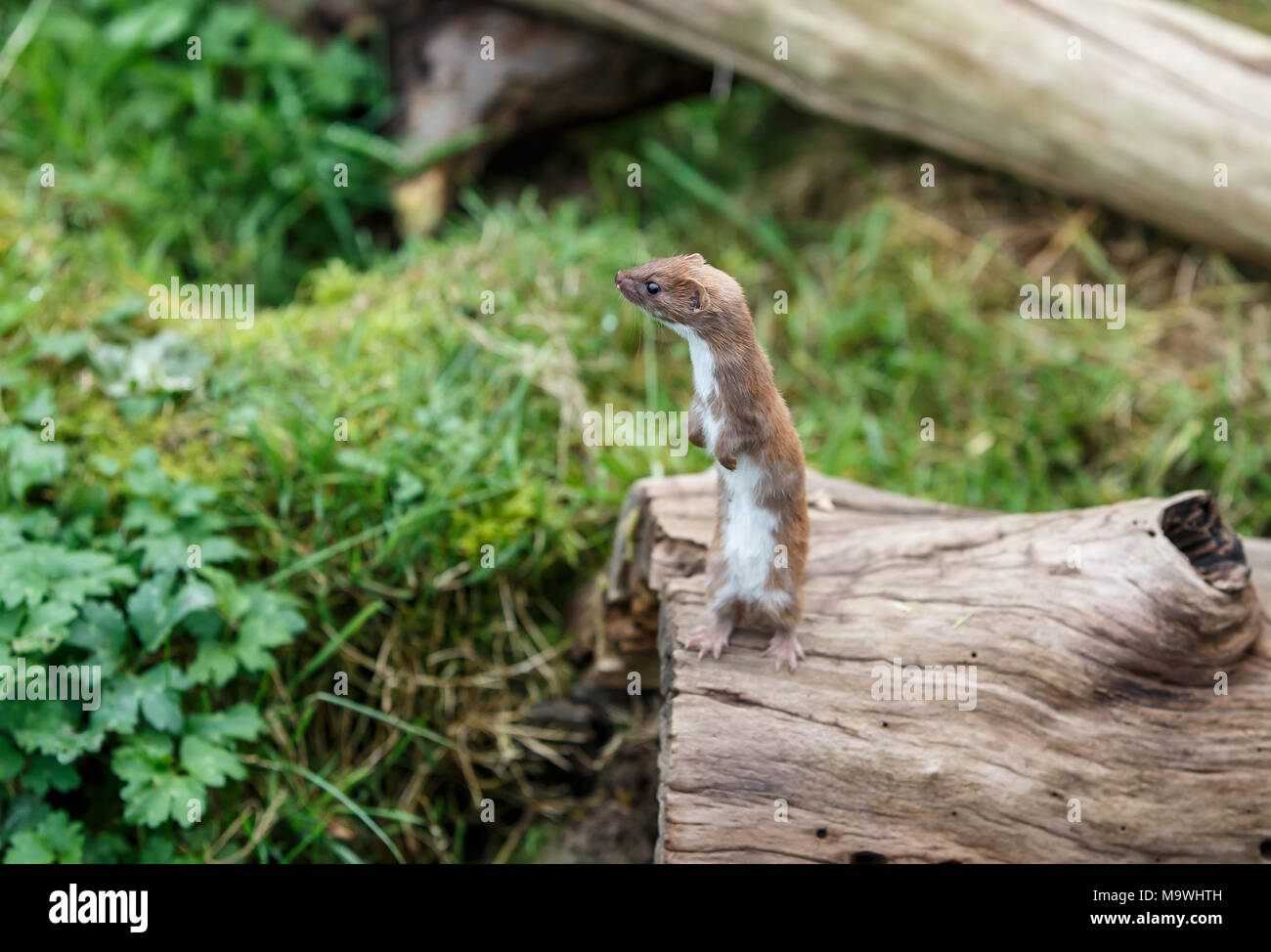 The least weasel, or simply weasel in the UK and much of the world, is the smallest member of the genus Mustela, family Mustelidae and order Carnivora. Stock Photo
