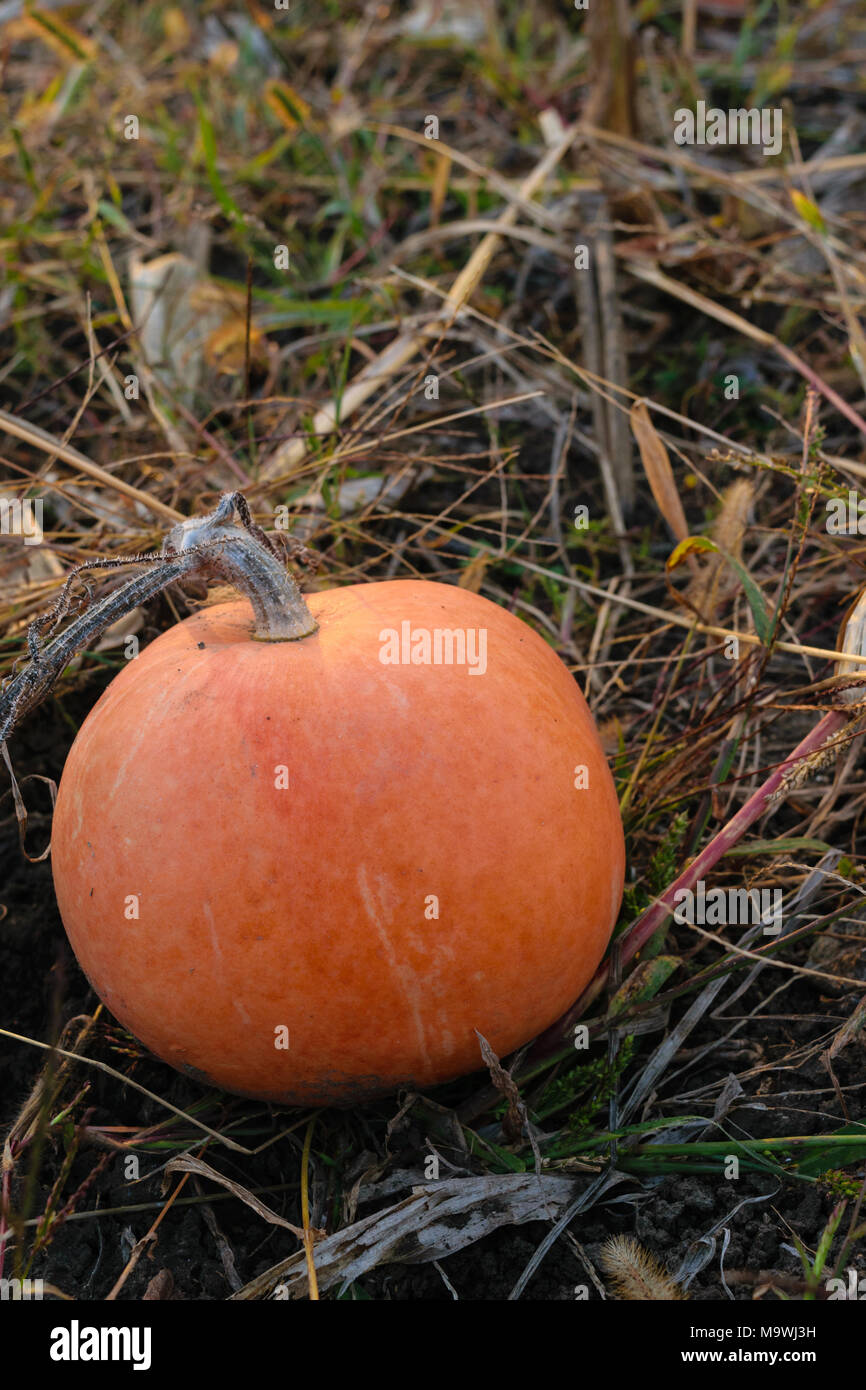 round orange pumpkin on the ground in autumn - organic agriculture Stock Photo