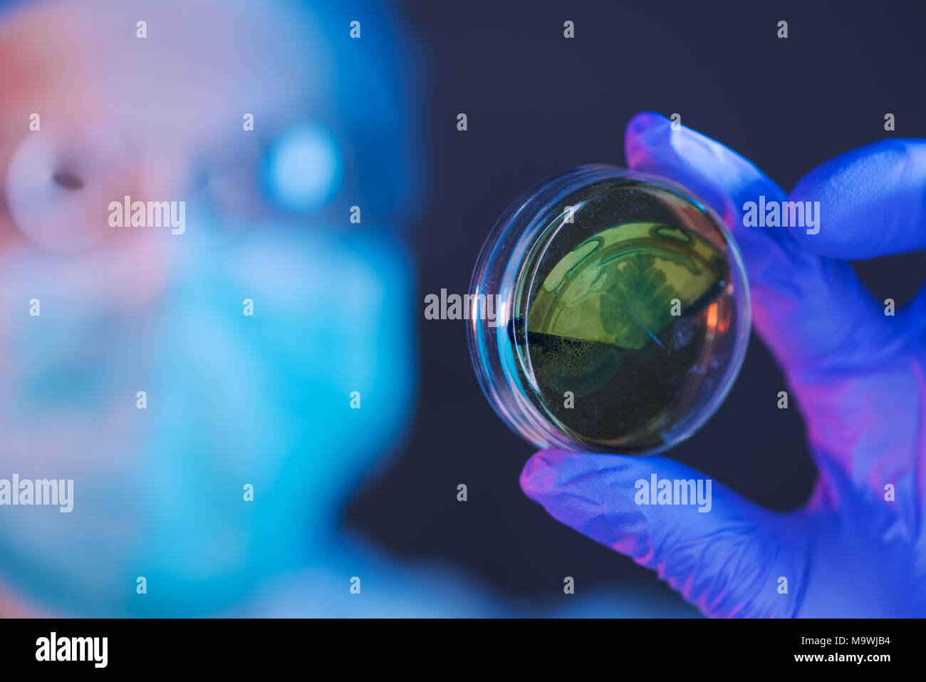 Female scientist analyzing growing bacterial cultures in petri dish in laboratory, science and microbiology background Stock Photo