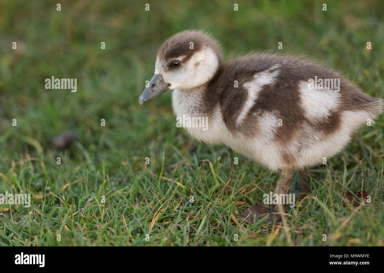 A cute baby Egyptian Goose (Alopochen aegyptiaca) searching for food in a grassy field. Stock Photo