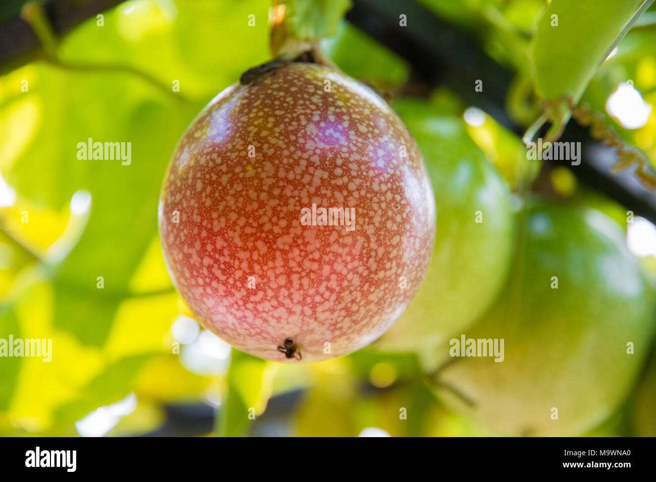 A close-up of a beautiful red passion fruit (Passiflora edulis). Stock Photo